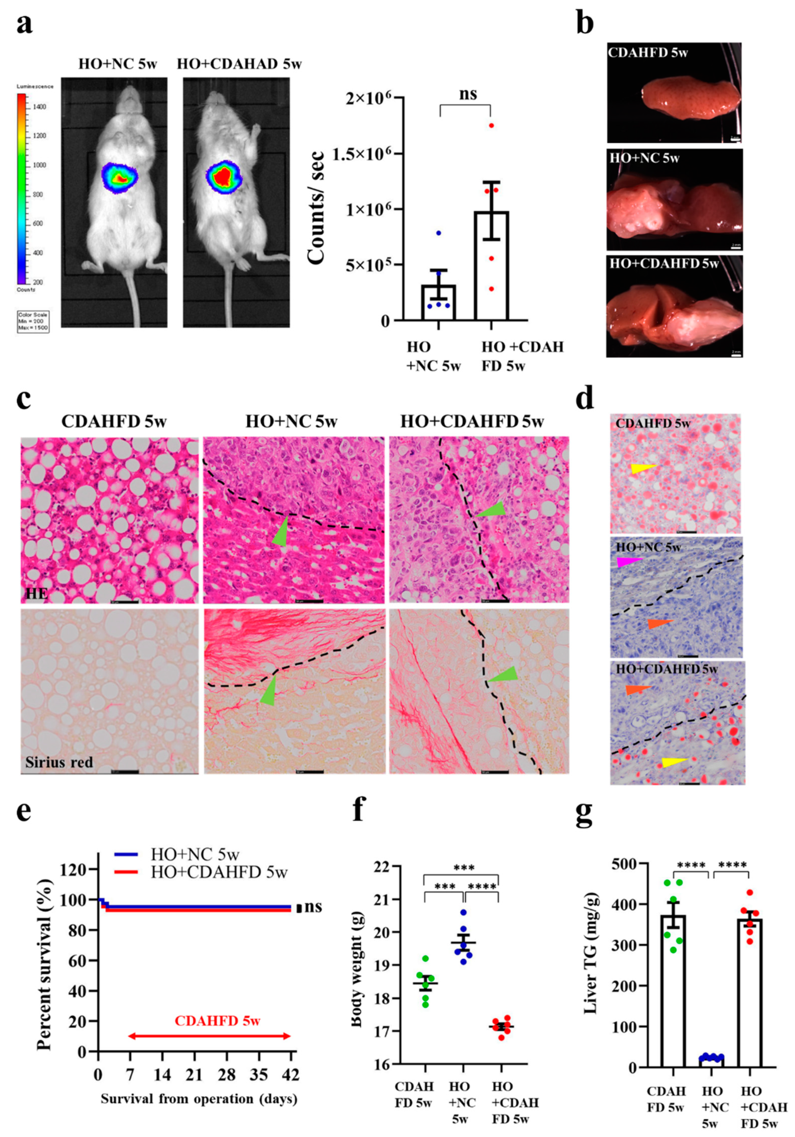 Cancers 13 03997 g005