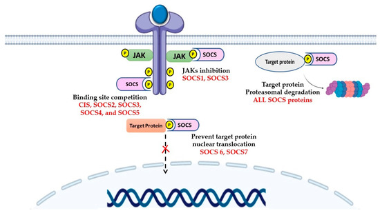 The Emerging Role of Suppressors of Cytokine Signaling (SOCS) in the ...