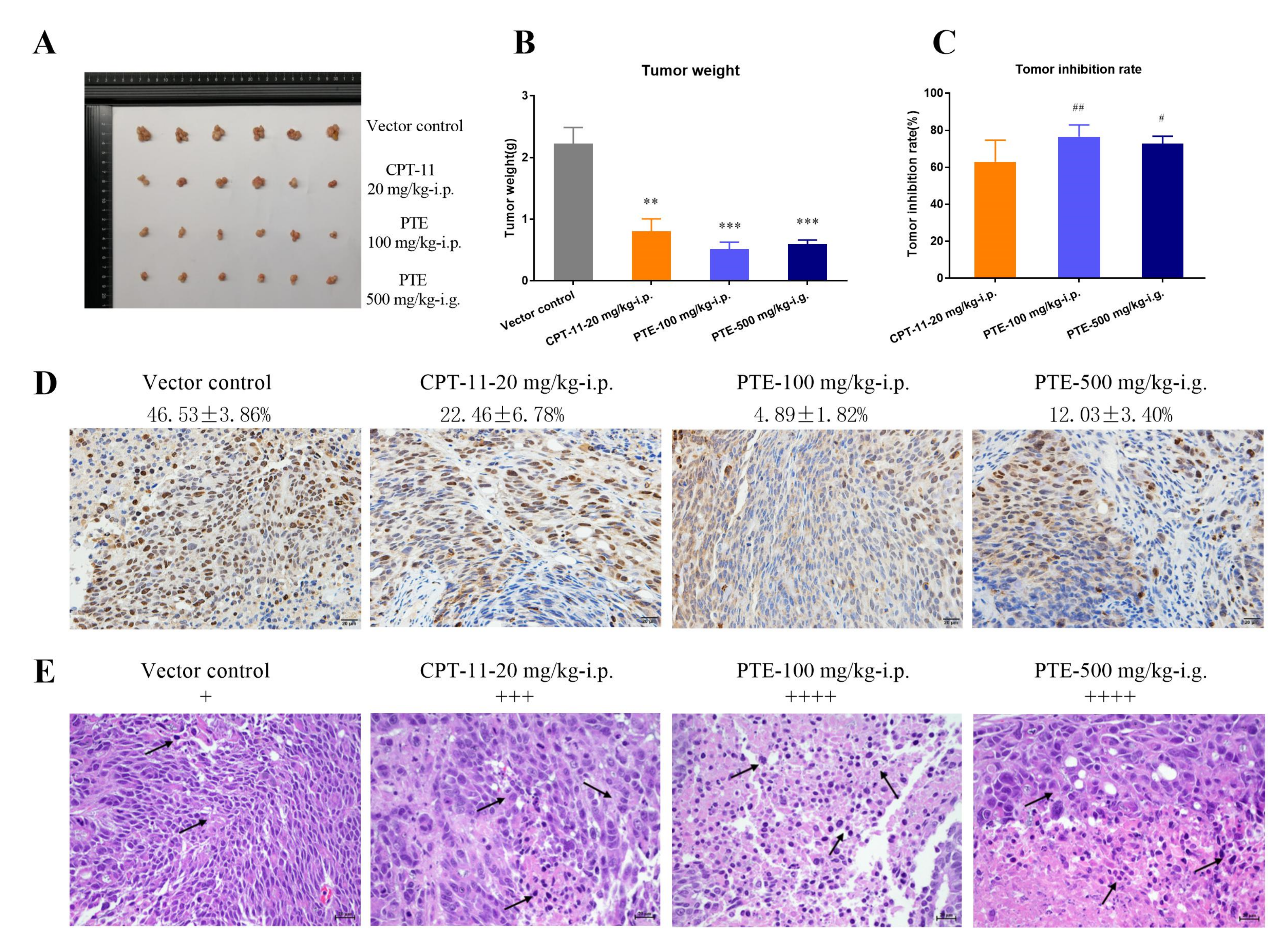 Cancers 13 04002 g009