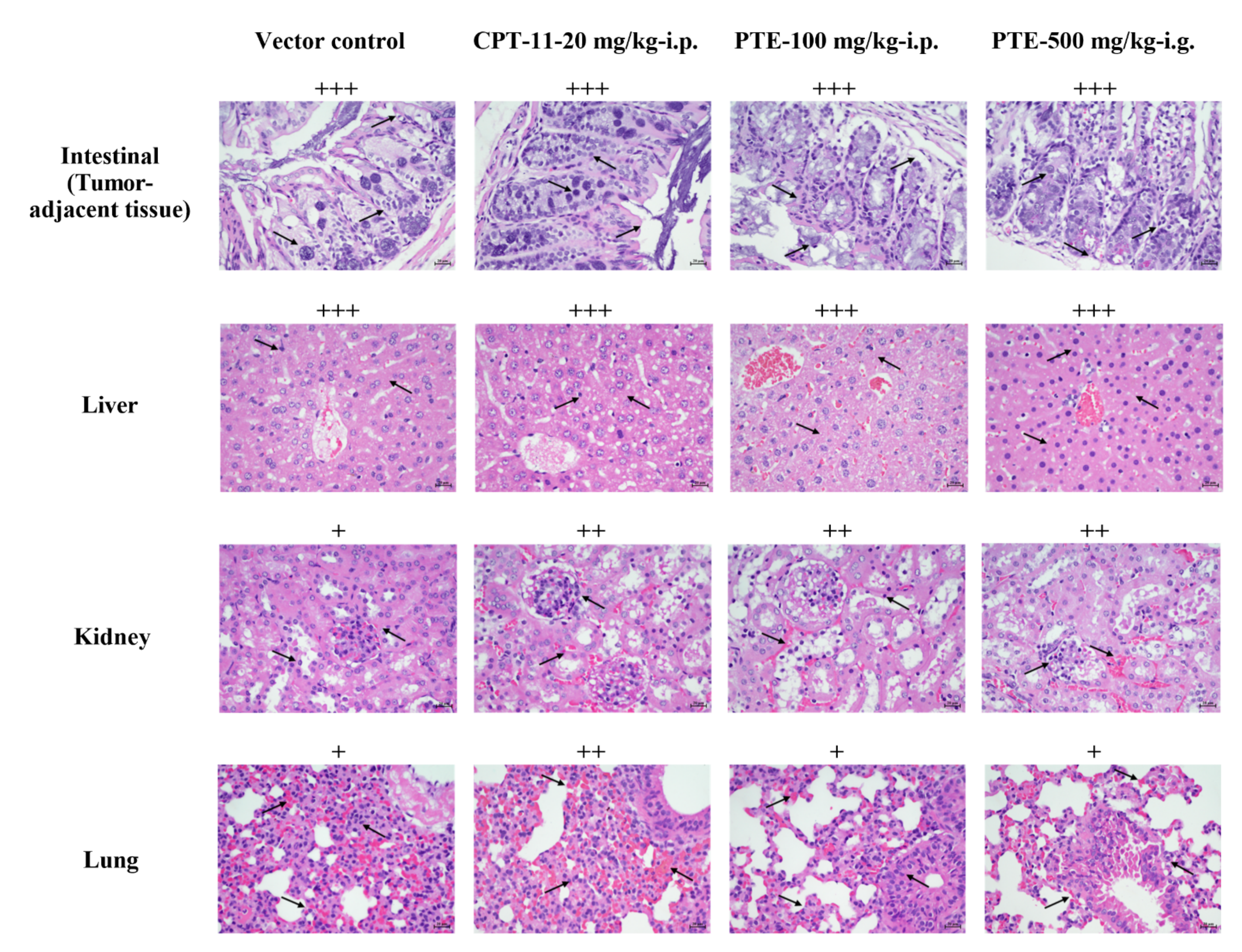 Cancers 13 04002 g010