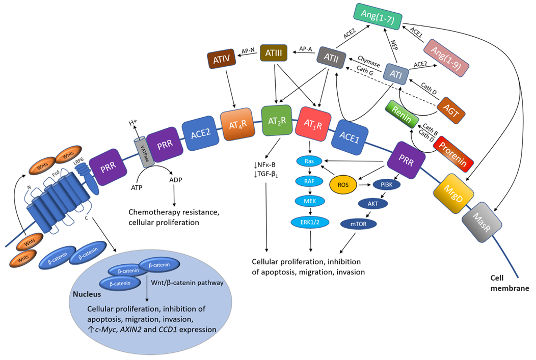 Cancers 13 04004 g002 Cancers 13 04004 g002