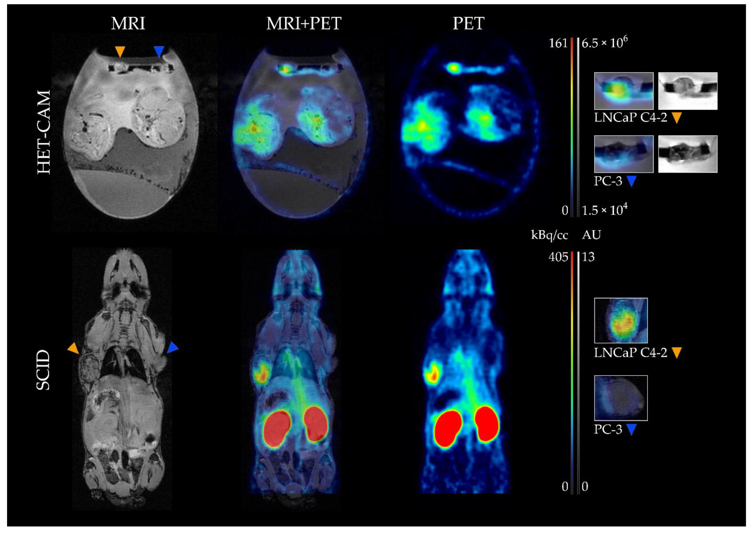 Cancers 13 04007 g002 Cancers 13 04007 g002