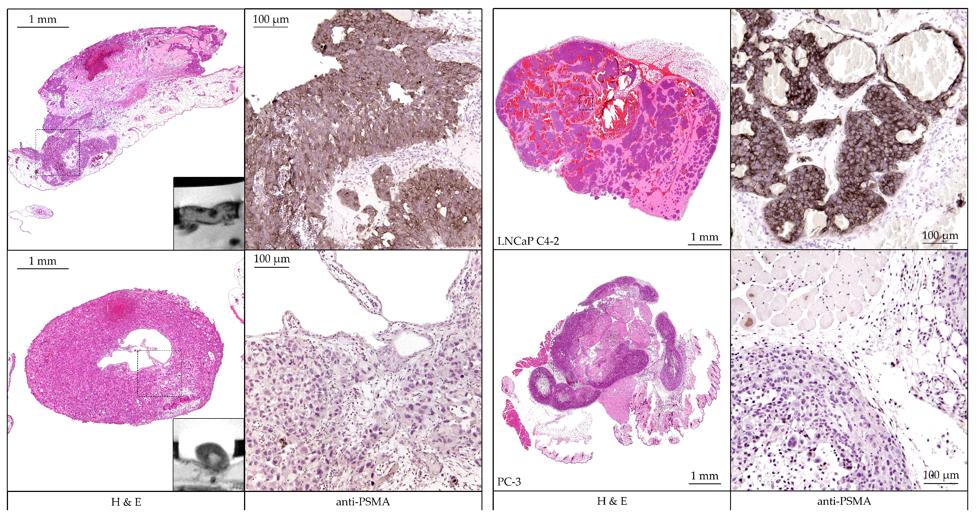 Cancers 13 04007 g009 Cancers 13 04007 g009