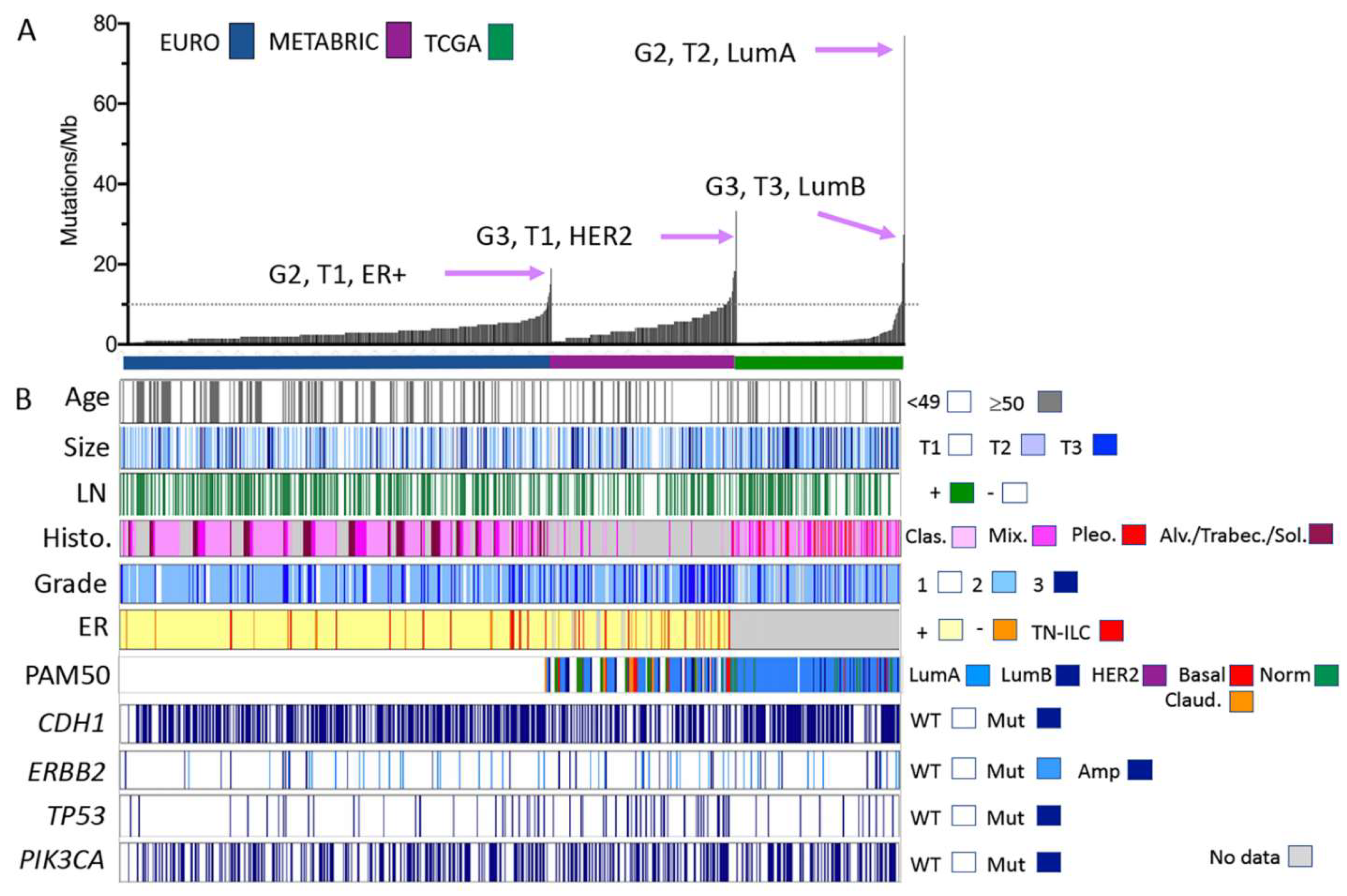 Cancers 13 04010 g001 550