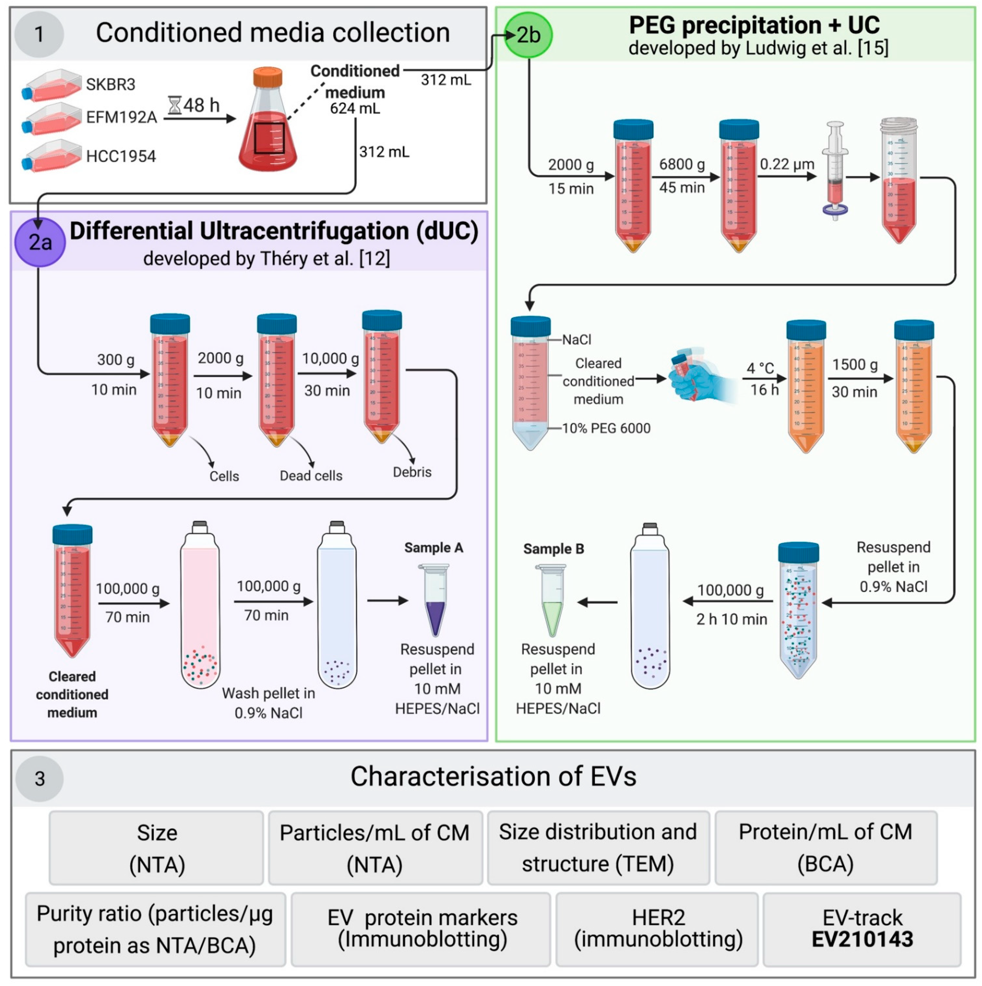 Cancers 13 04021 g001 550