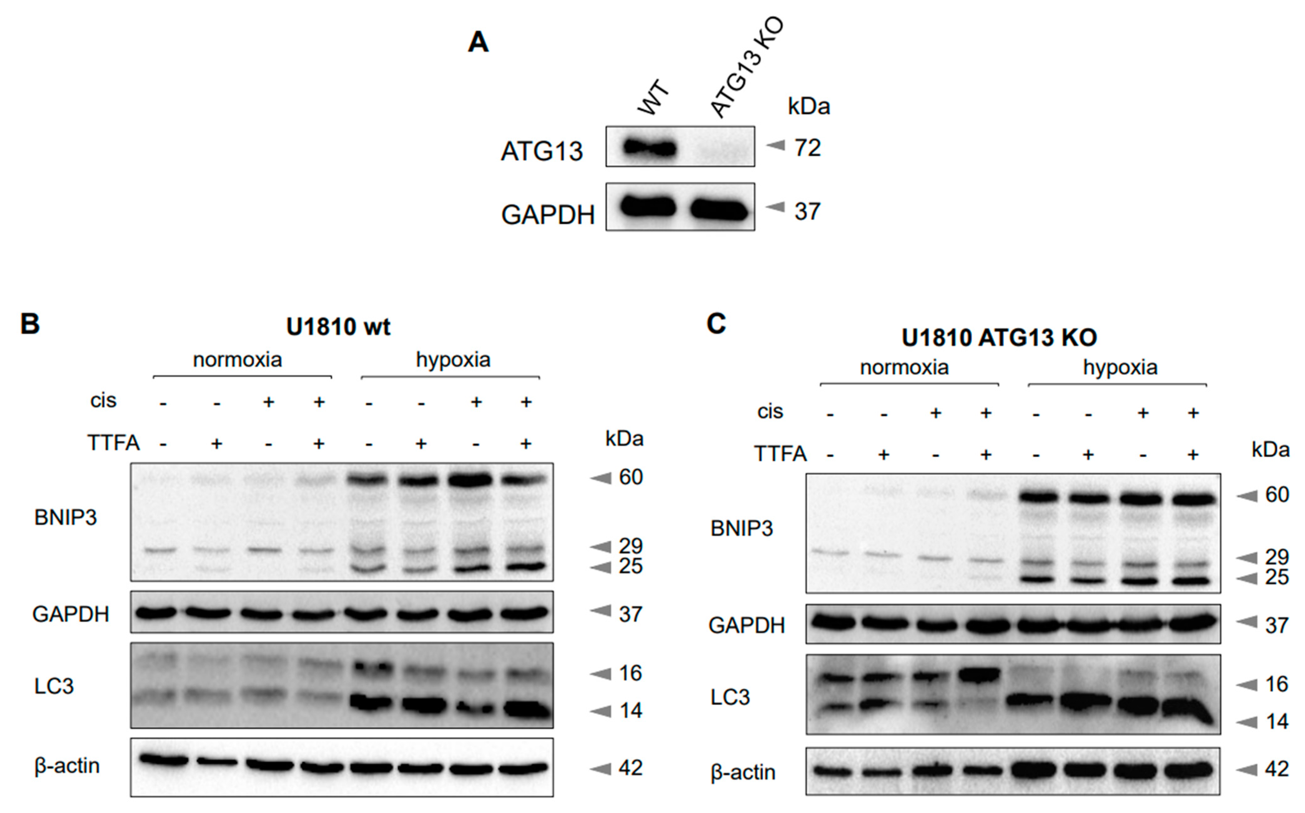 Cancers 13 04027 g004a 550
