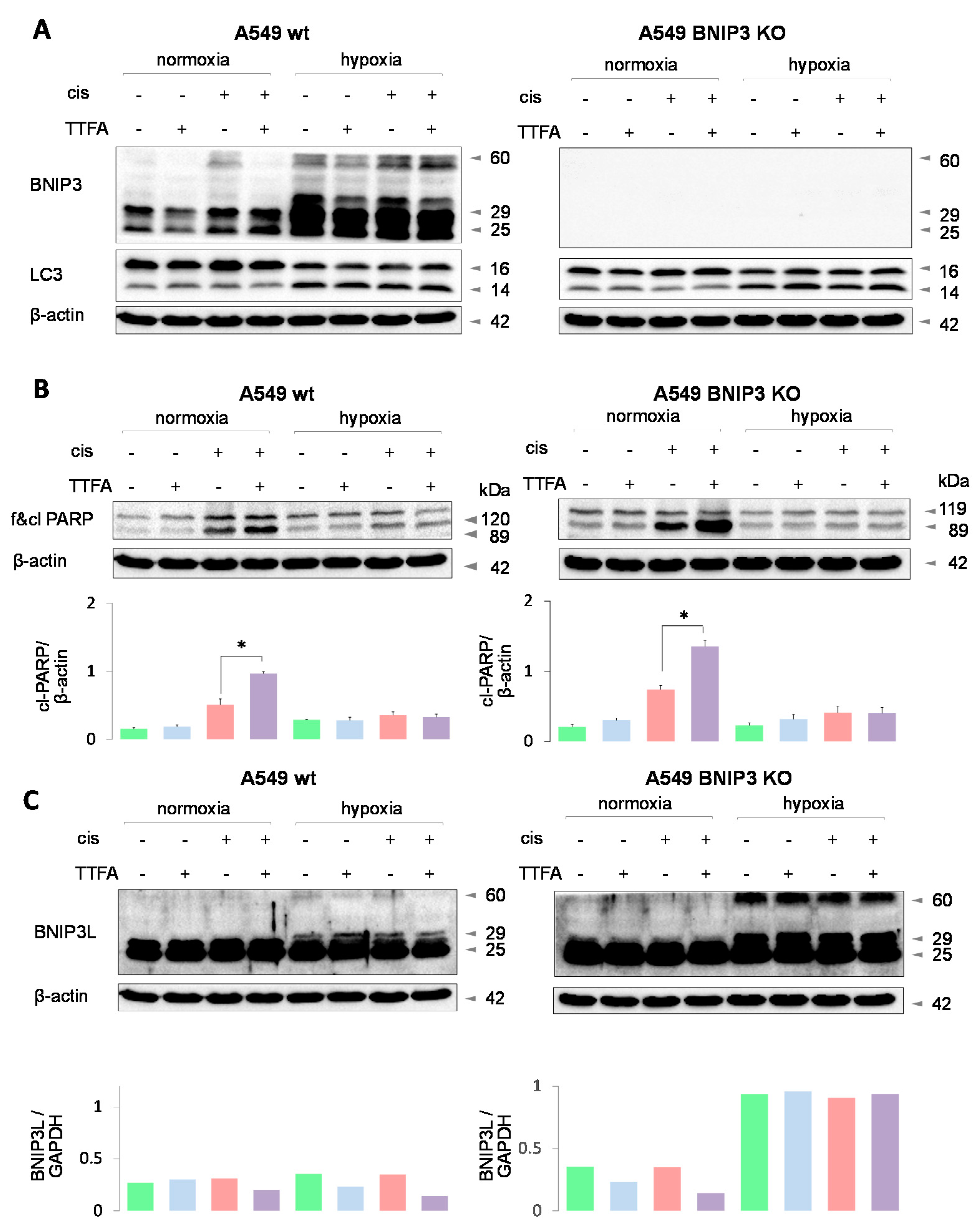 Cancers 13 04027 g005 550
