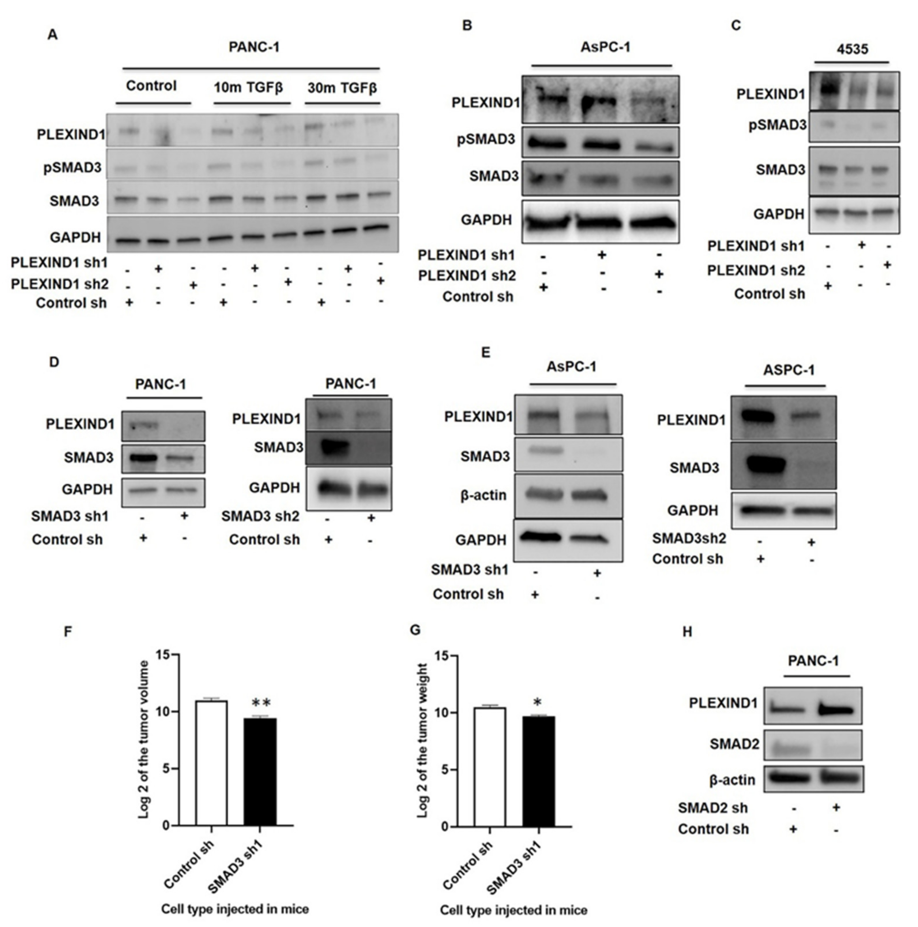 Cancers 13 04048 g004