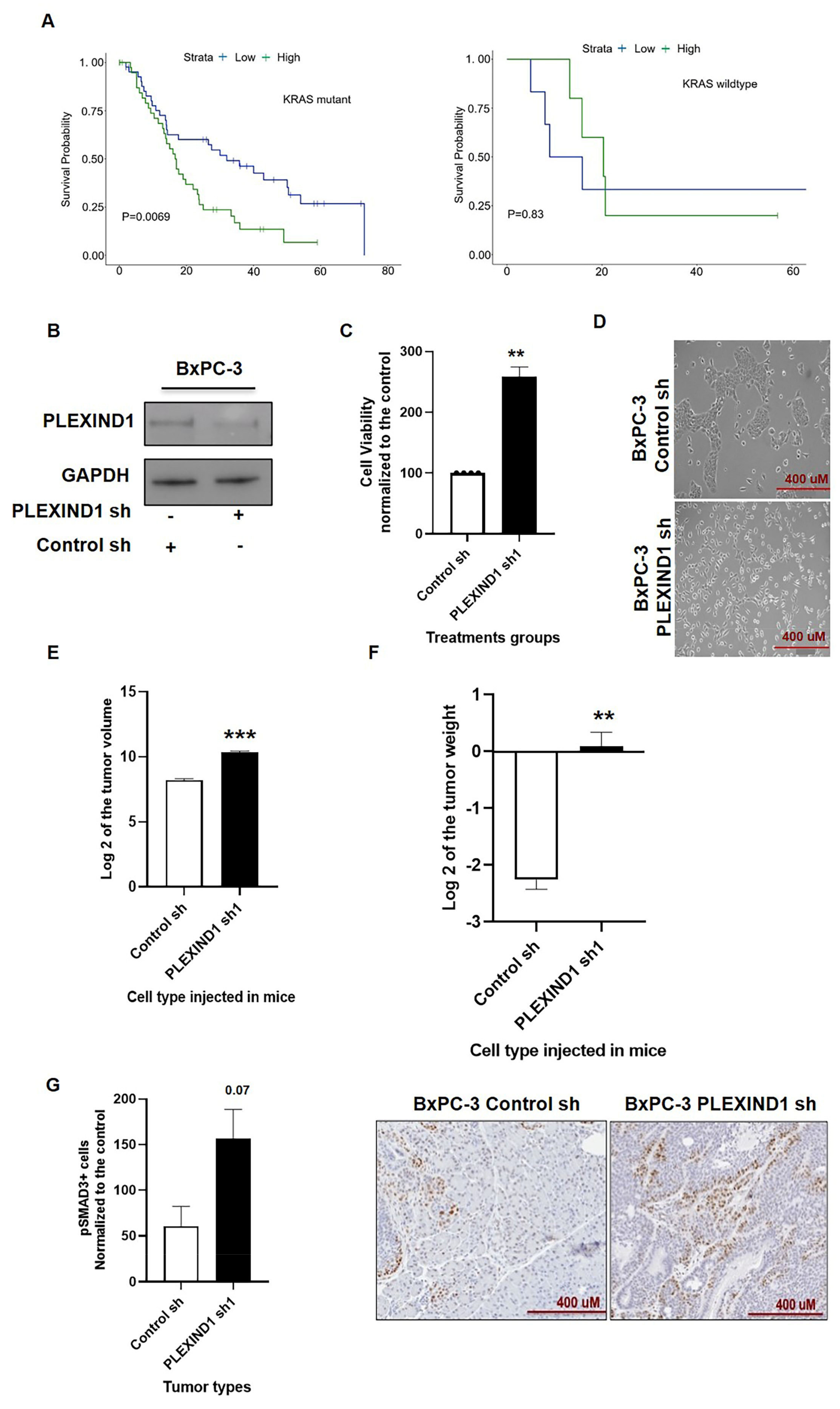 Cancers 13 04048 g006