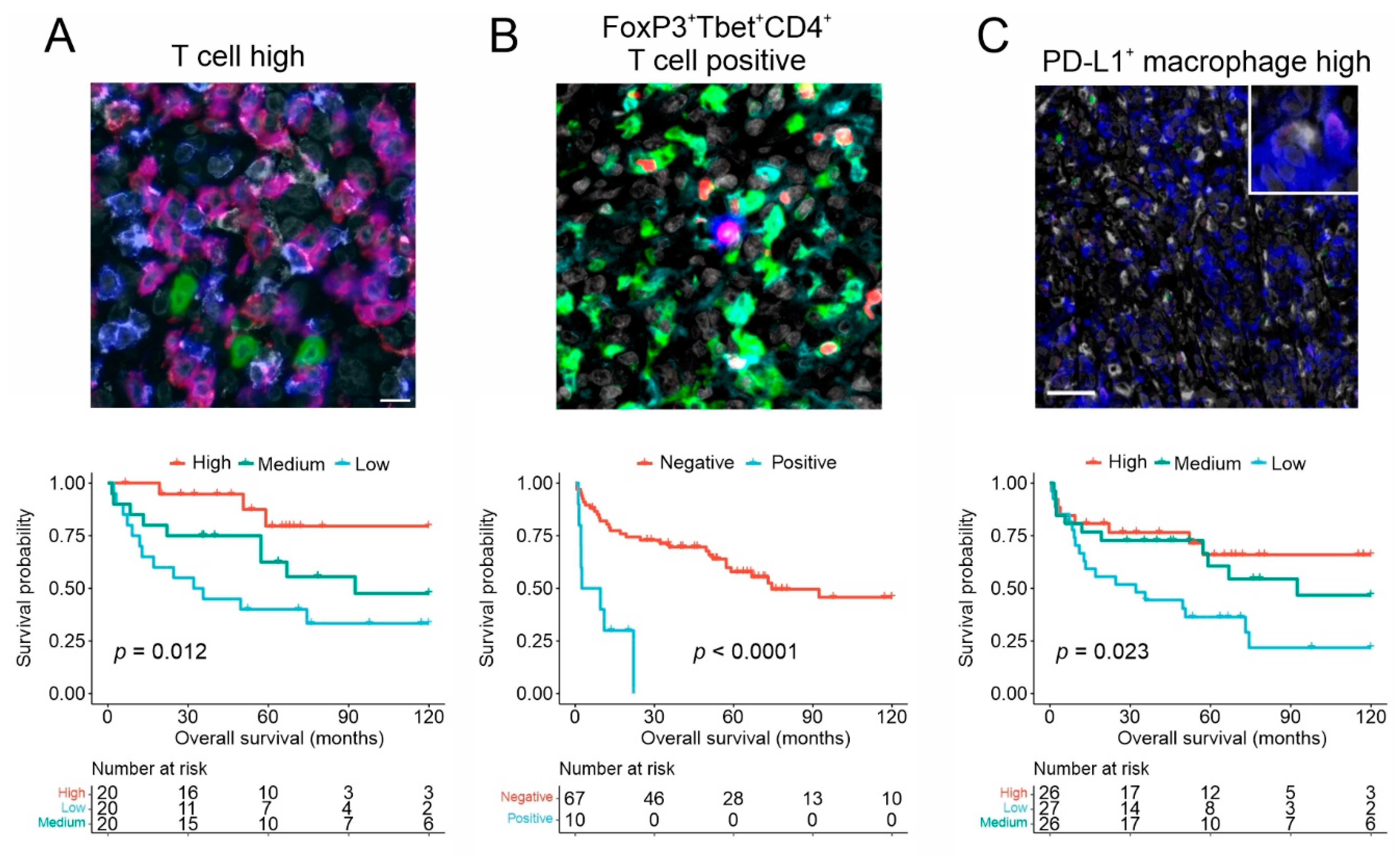 Cancers 13 04049 g002