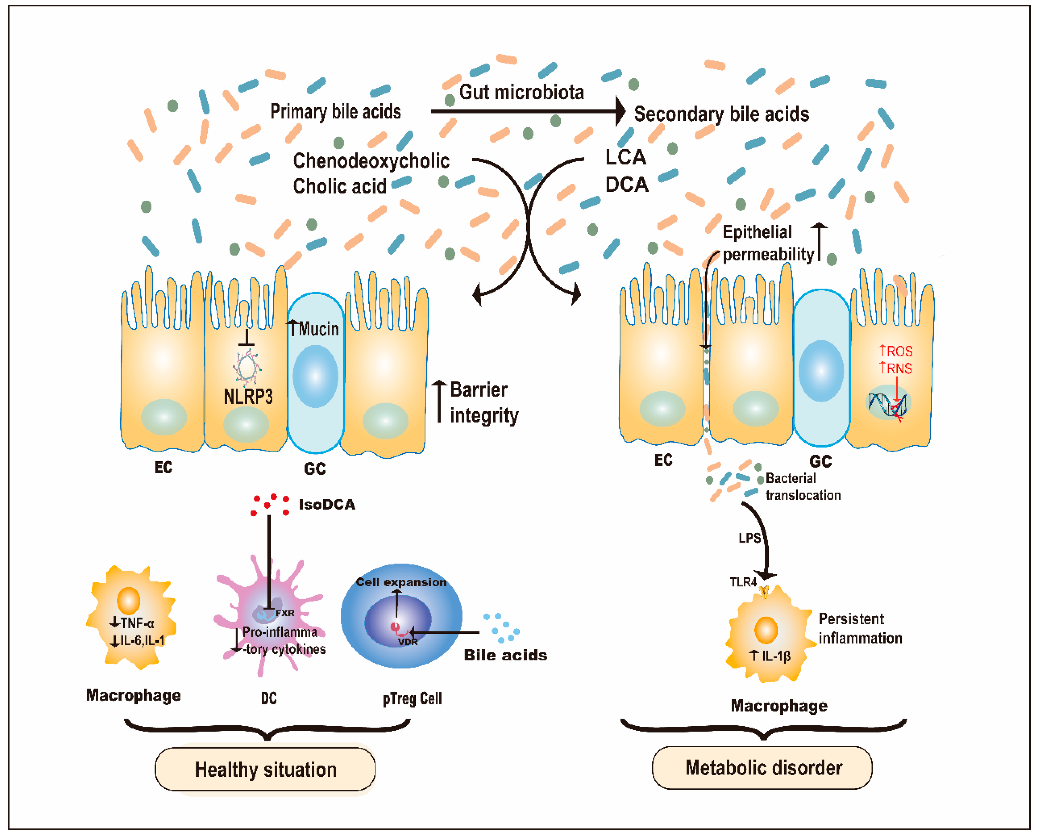 Cancers 13 04054 g003 550
