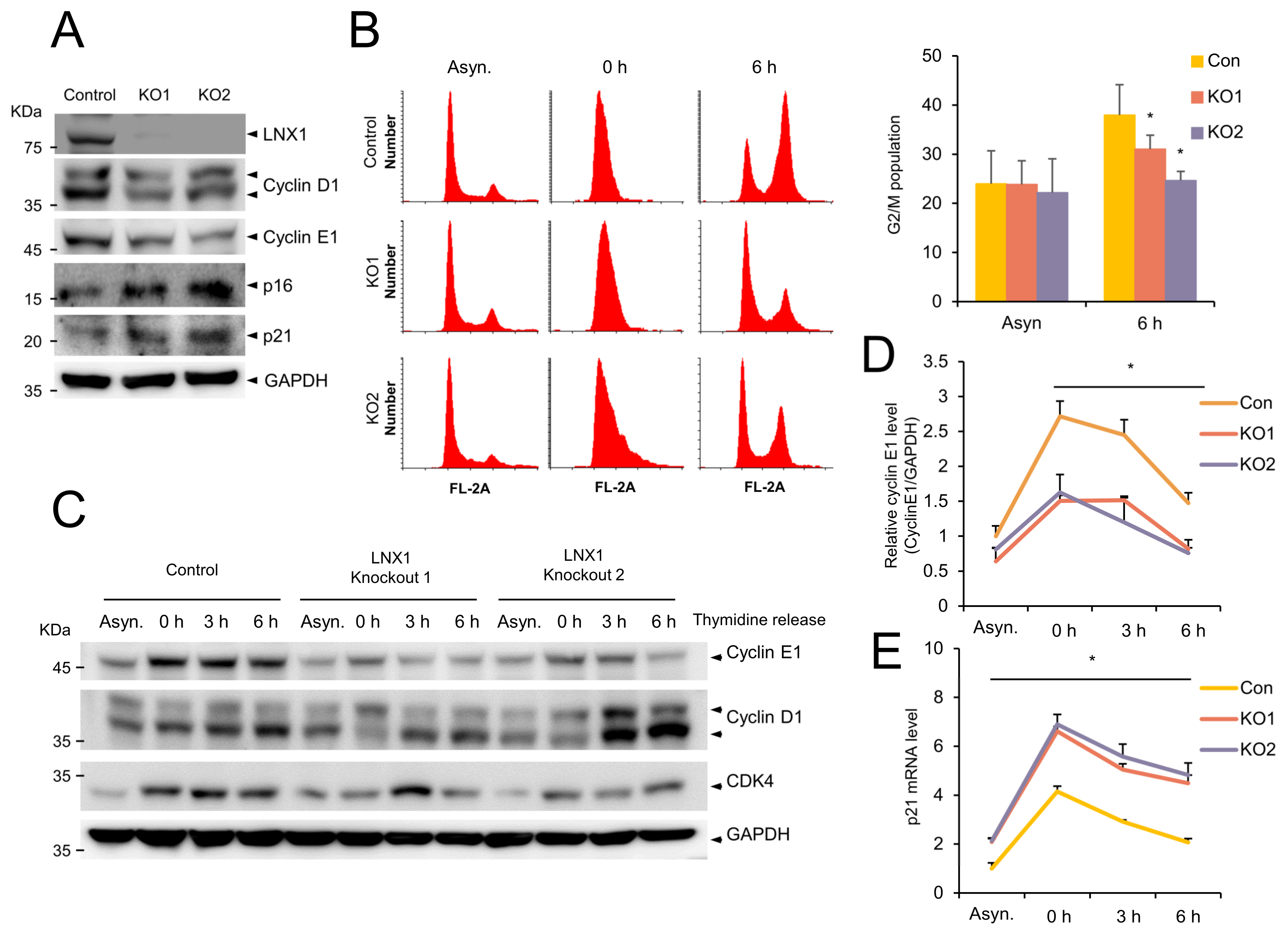 Cancers 13 04066 g004 Cancers 13 04066 g004