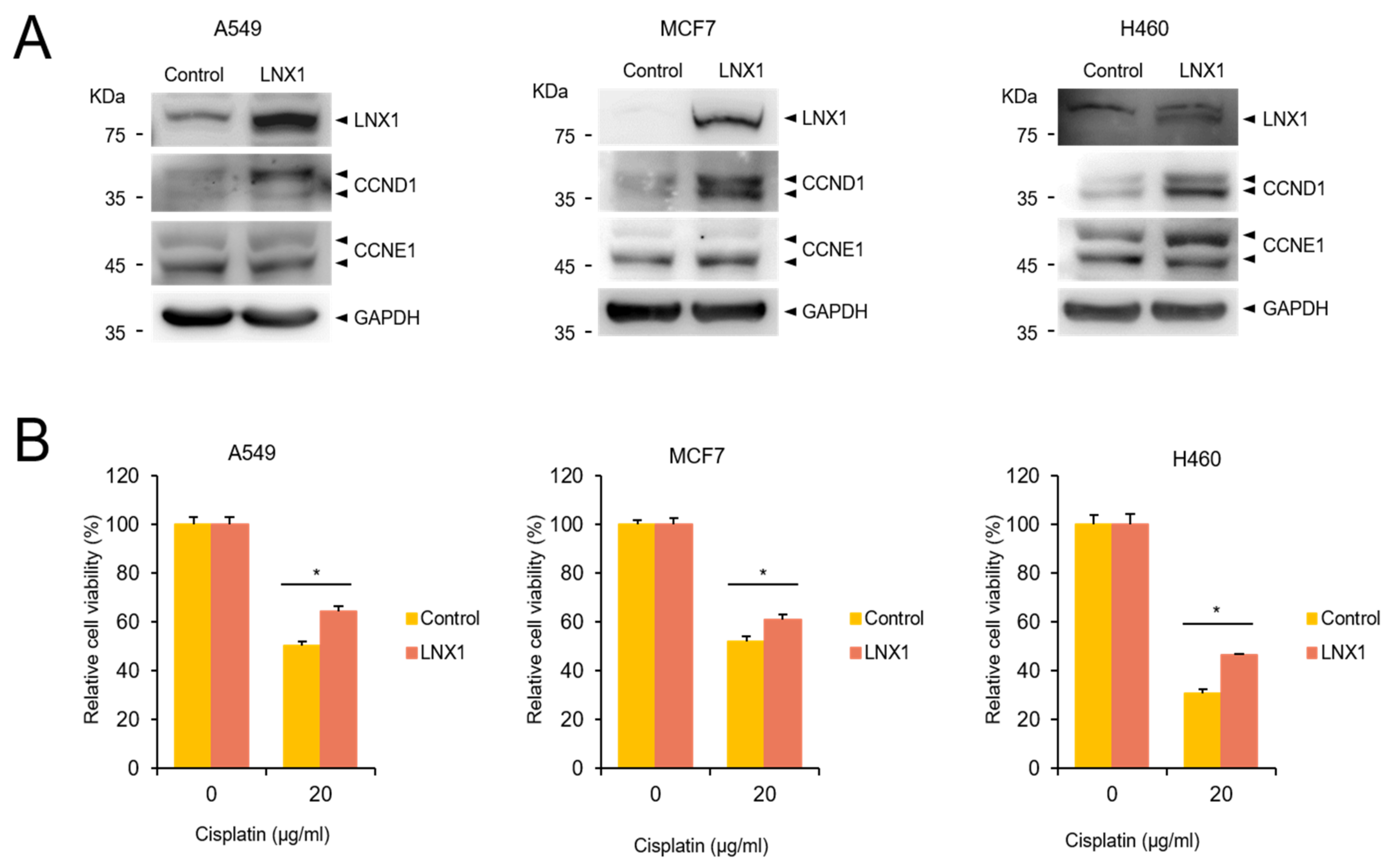 Cancers 13 04066 g007 Cancers 13 04066 g007