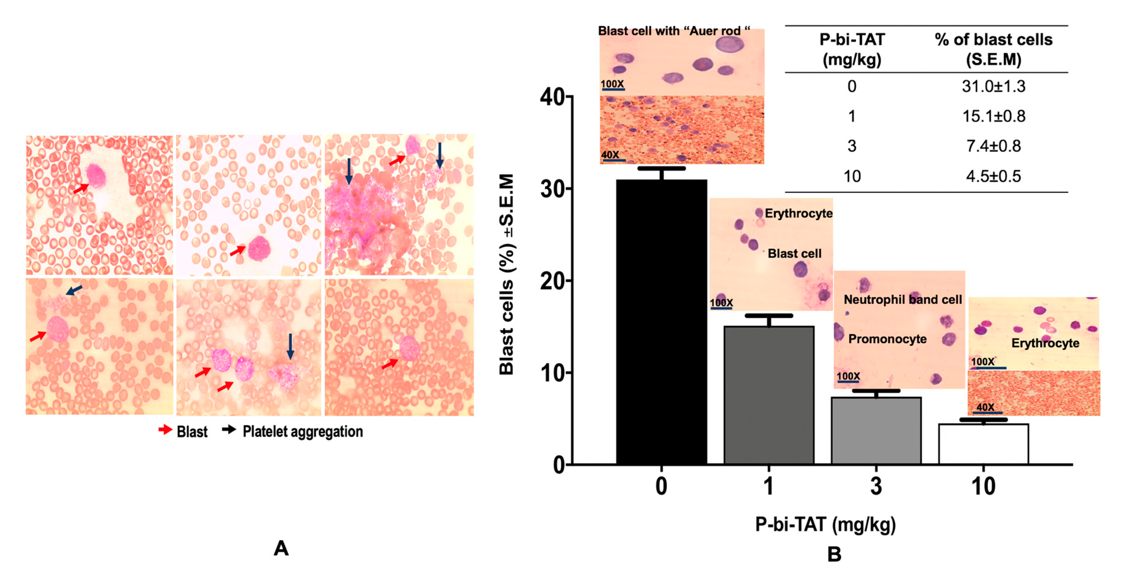 Cancers 13 04070 g002 550