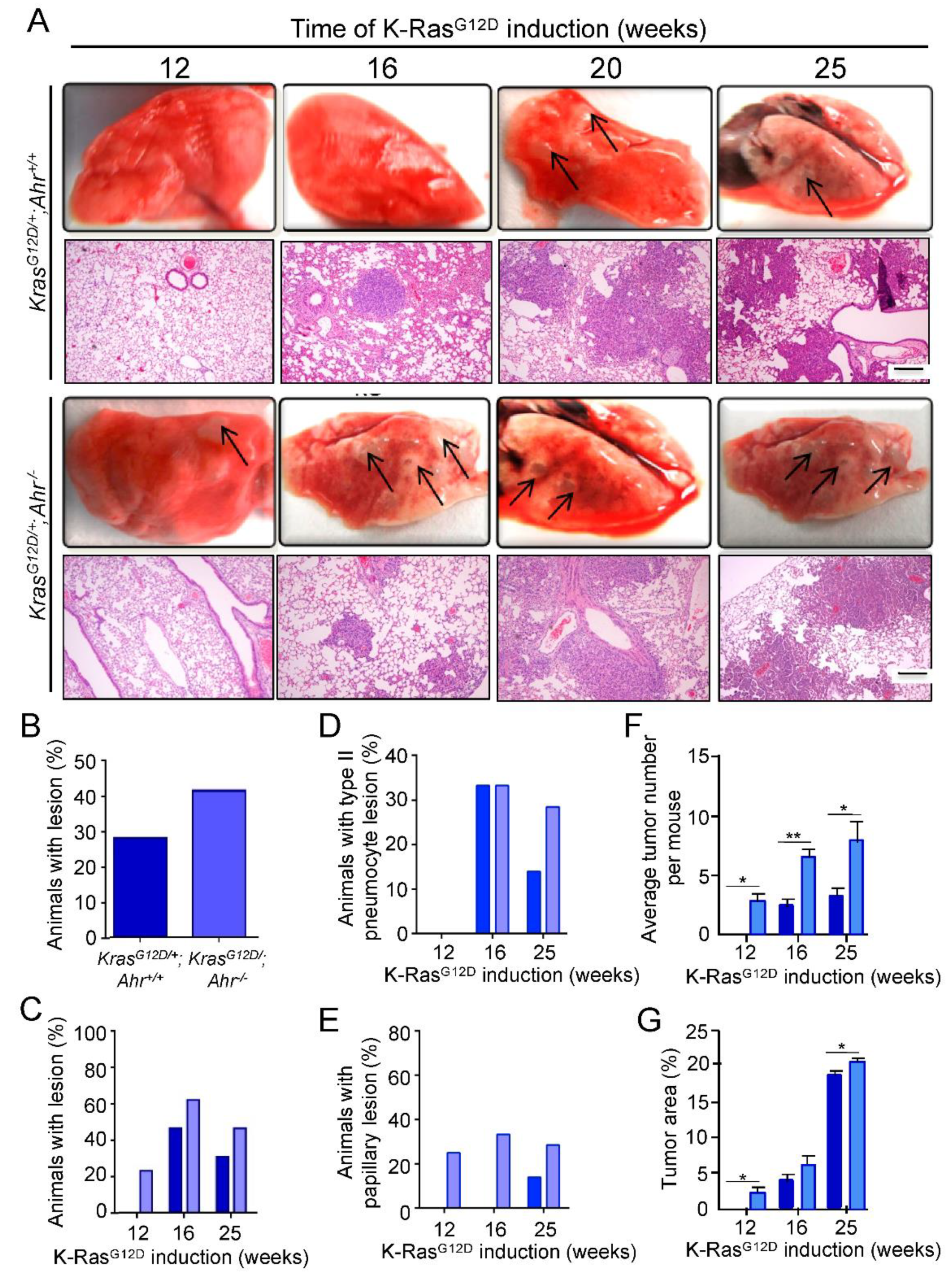 Cancers 13 04071 g001