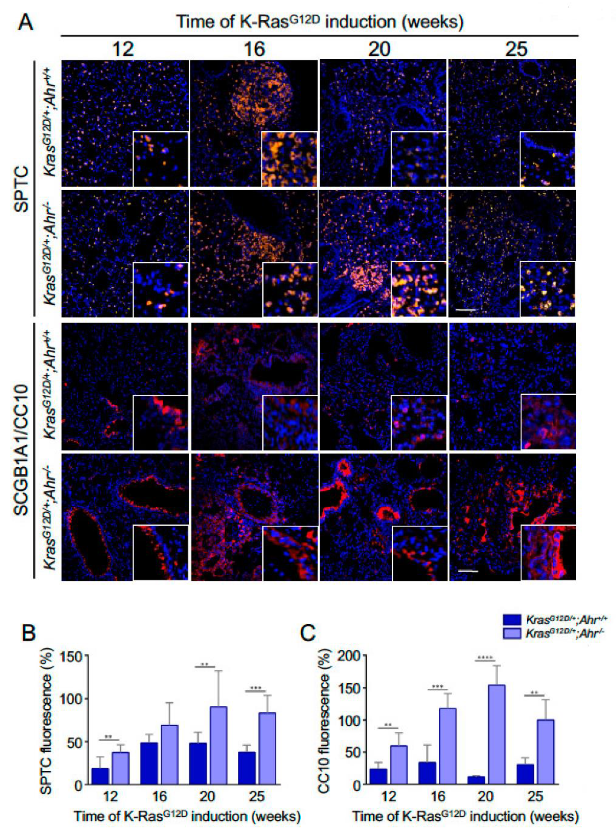 Cancers 13 04071 g002