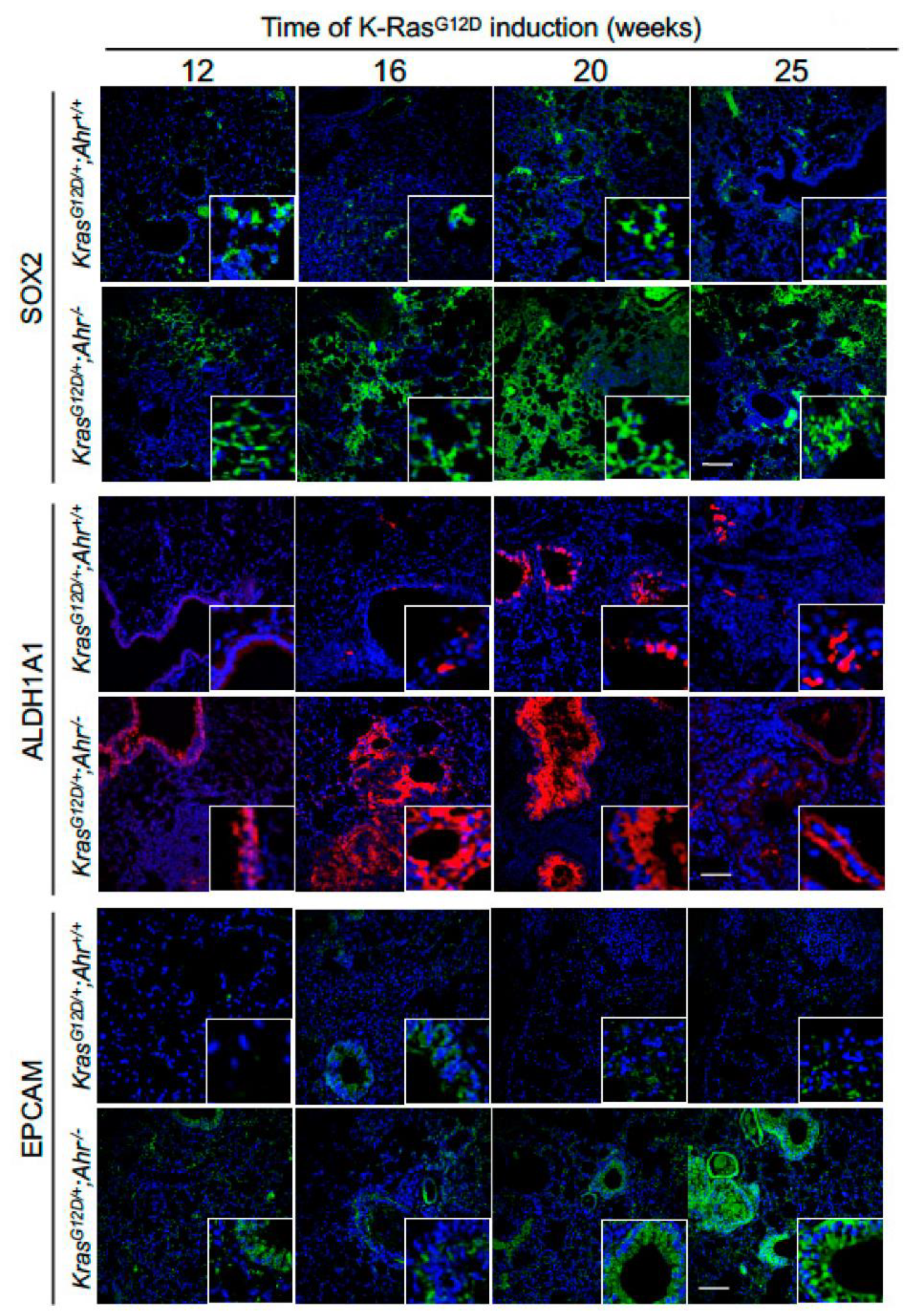 Cancers 13 04071 g003