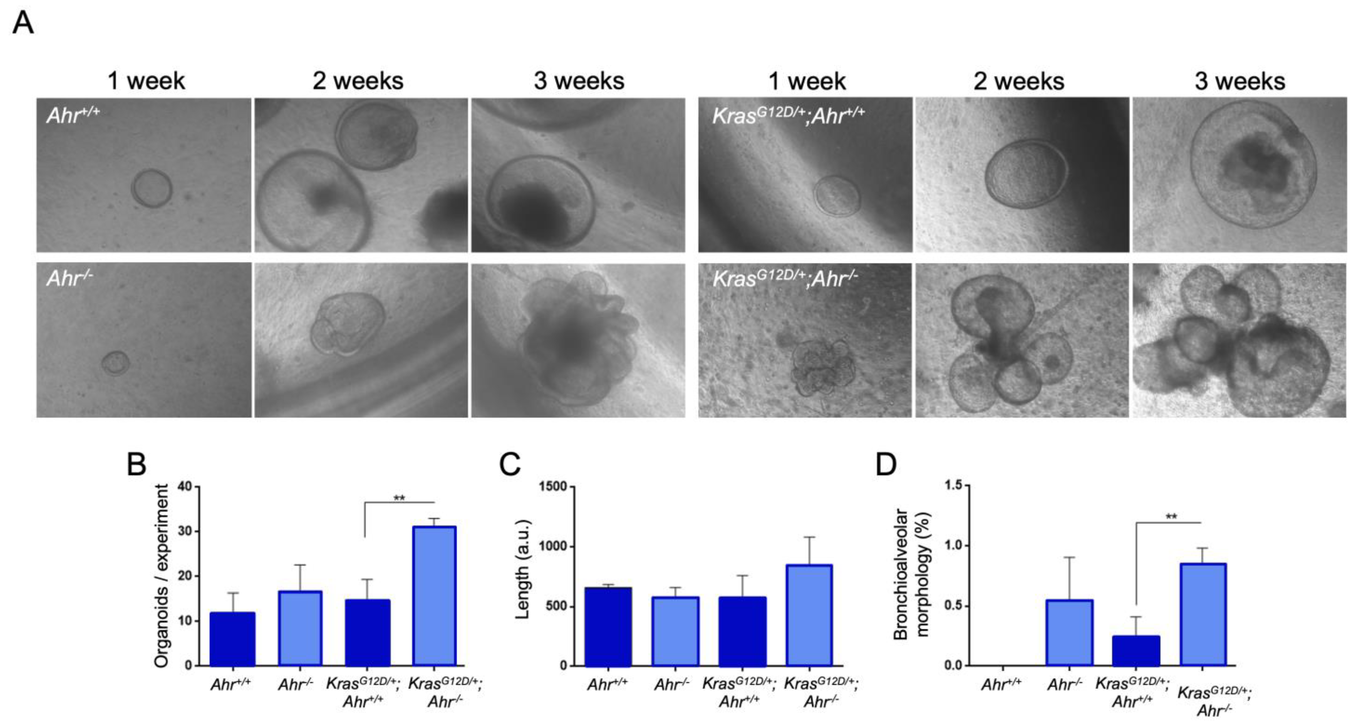 Cancers 13 04071 g007
