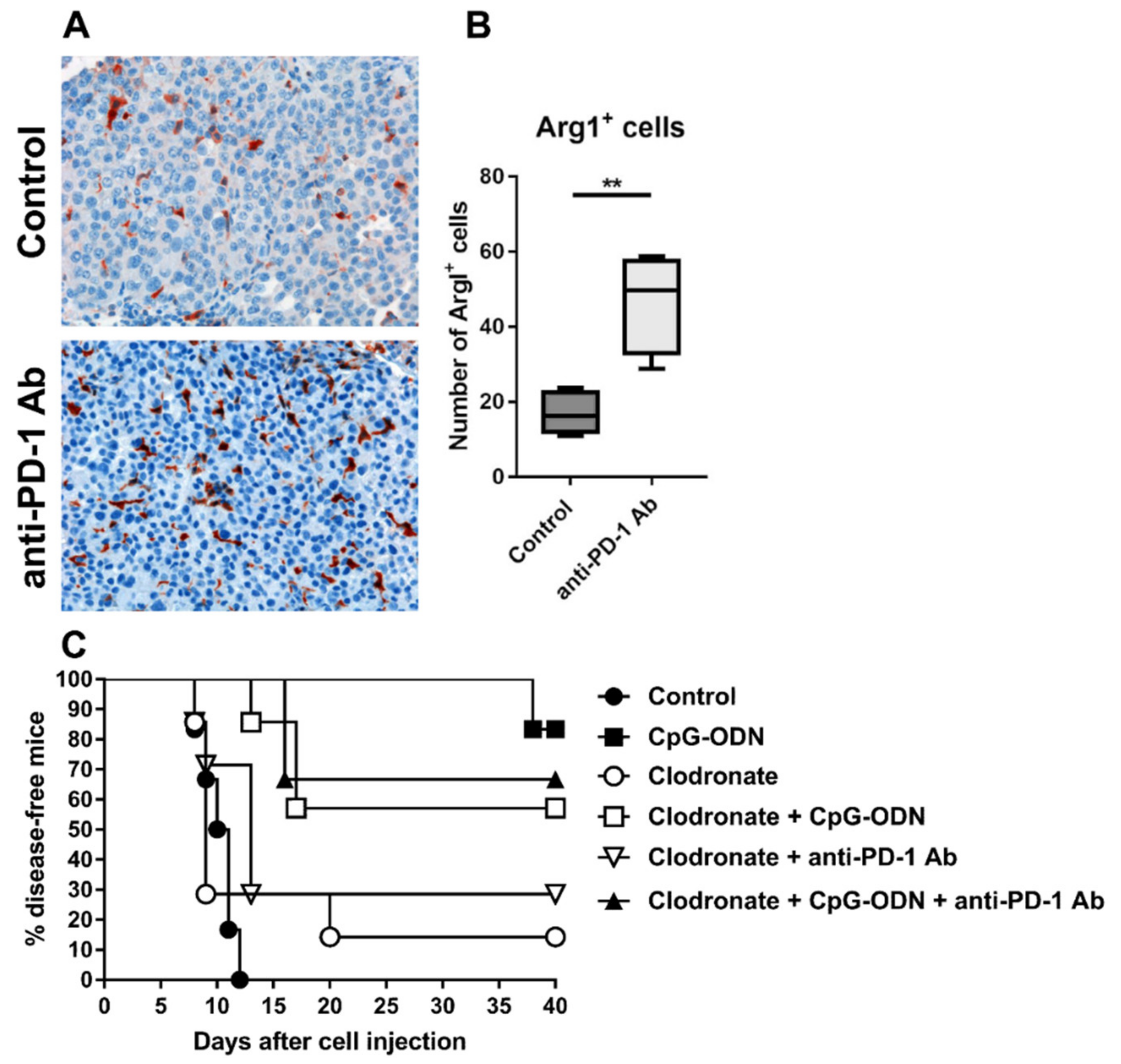 Cancers 13 04081 g003 Cancers 13 04081 g003