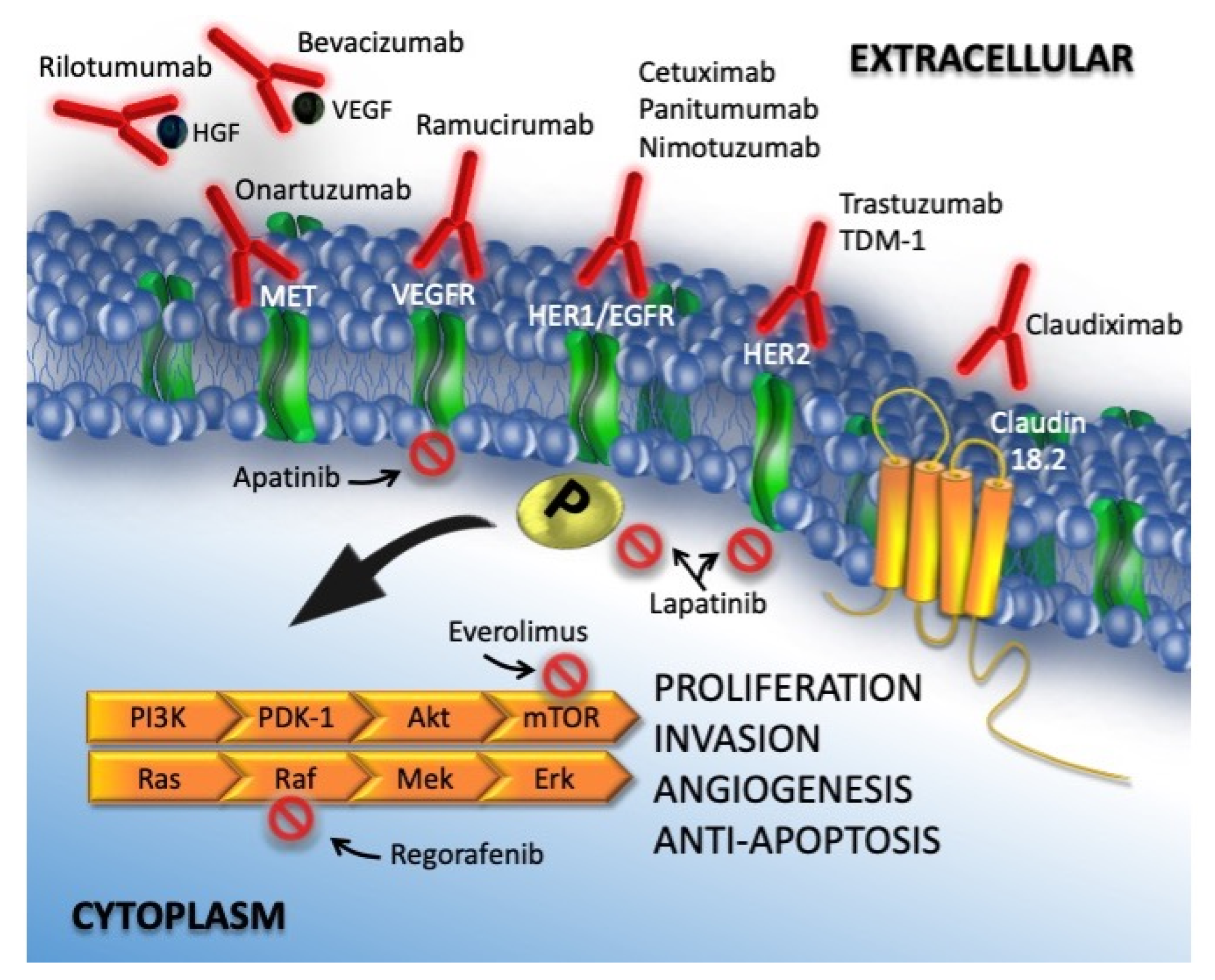 Cancers 13 04094 g001 Cancers 13 04094 g001