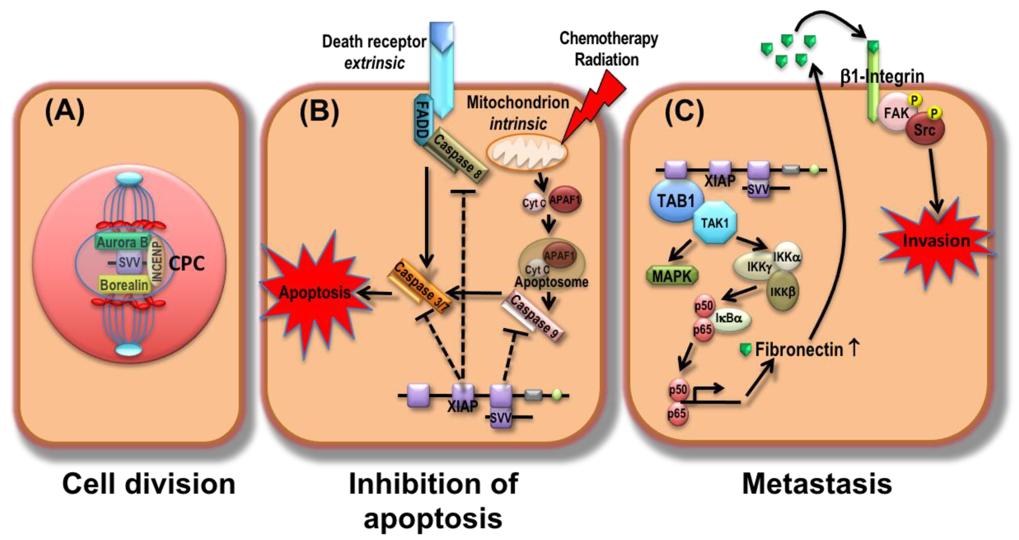 Cancers Free Full Text Clinicopathological and Prognostic