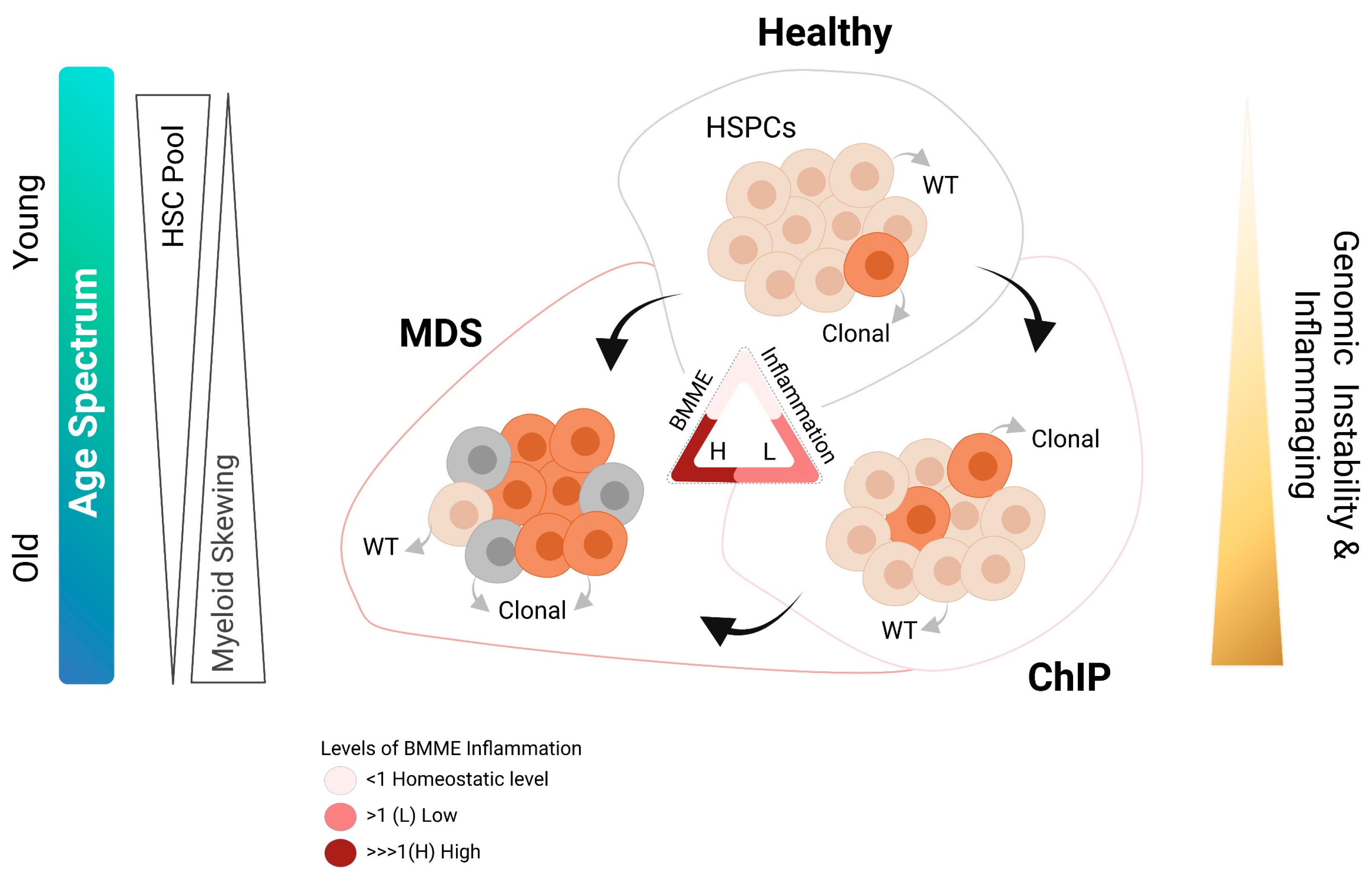 Cancers | Free Full-Text | Nature or Nurture? Role of the Bone Marrow  Microenvironment in the Genesis and Maintenance of Myelodysplastic Syndromes