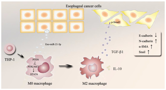 Cancers Free Full Text Esophageal Cancer Derived Extracellular Vesicle Mir 21 5p Contributes
