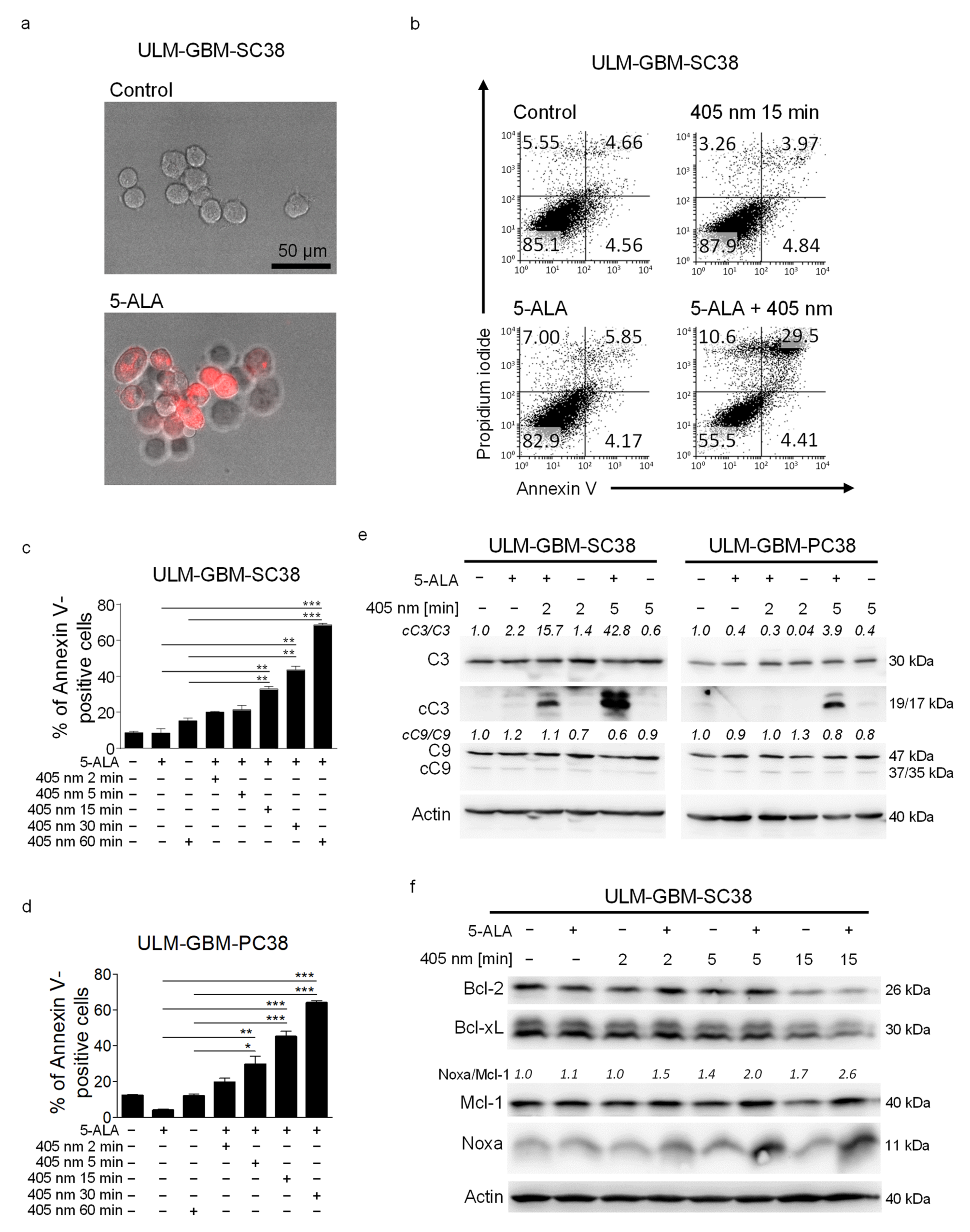 Cancers 13 04123 g001