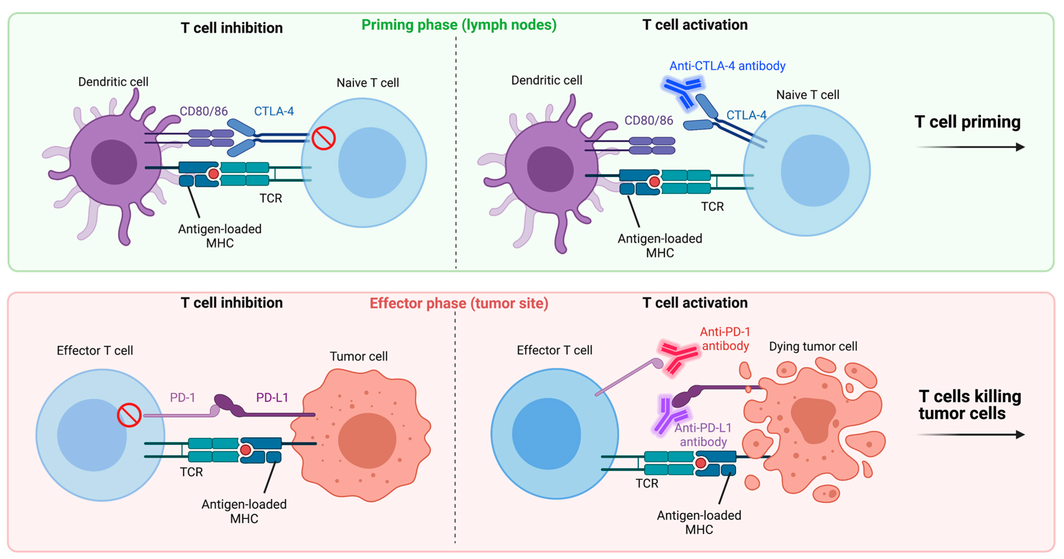 Cancers 13 04138 g002