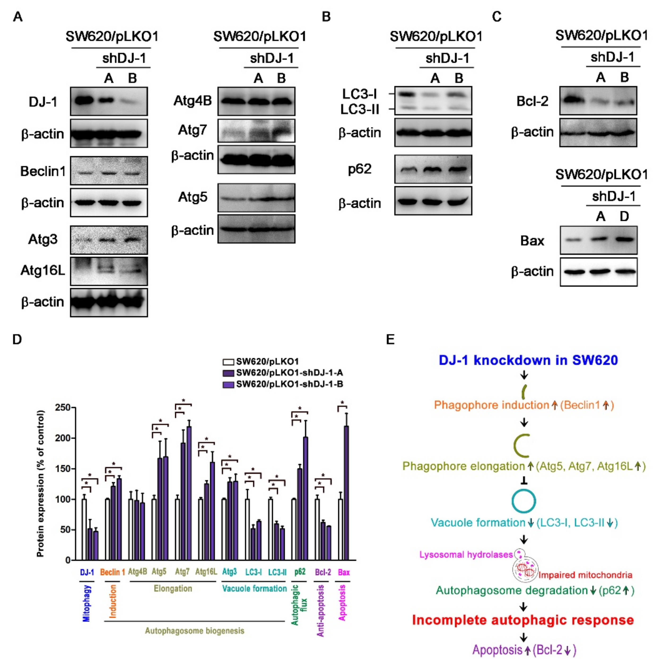 Cancers 13 04151 g005 550