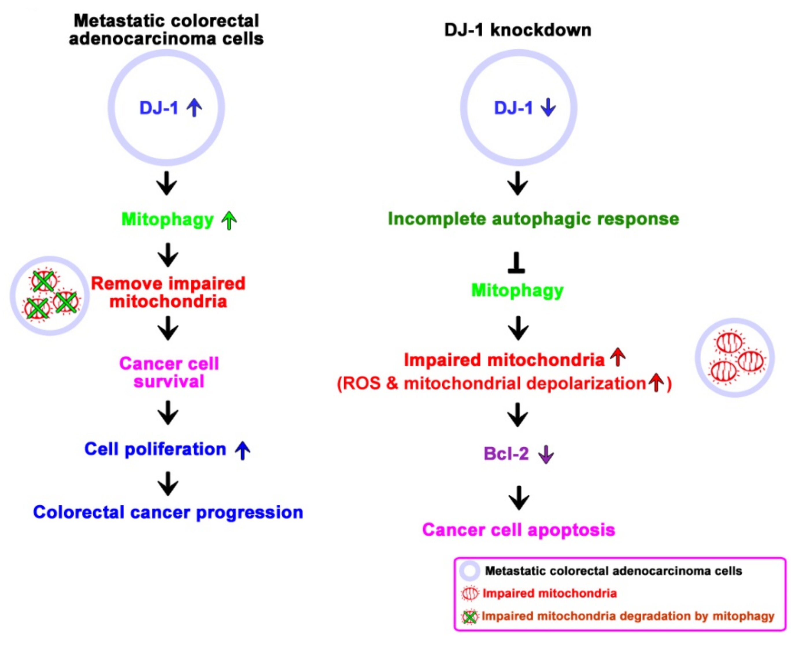 Cancers 13 04151 g007 550