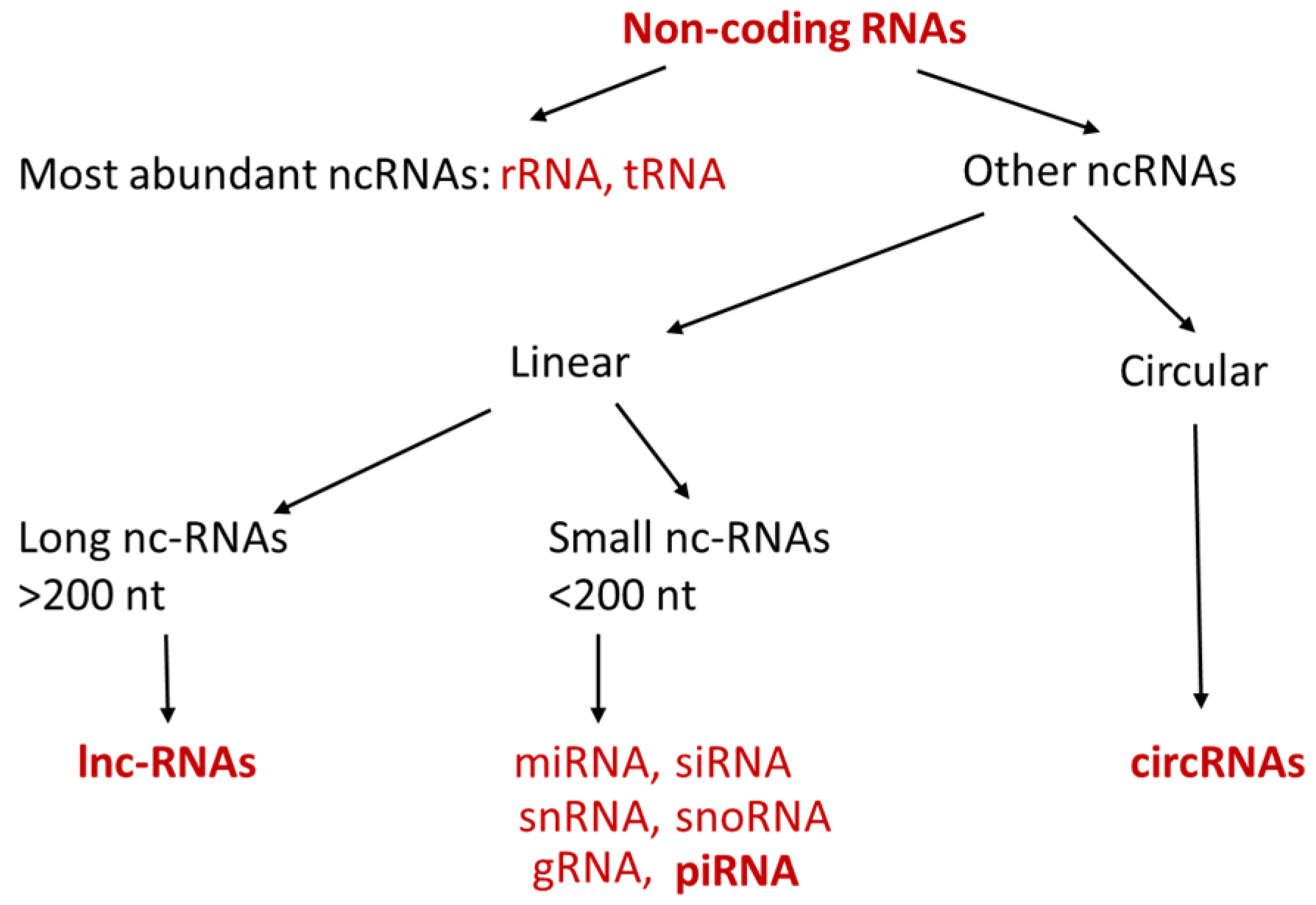 Cancers | Free Full-Text | Non-Coding RNAs in Pancreatic Cancer 