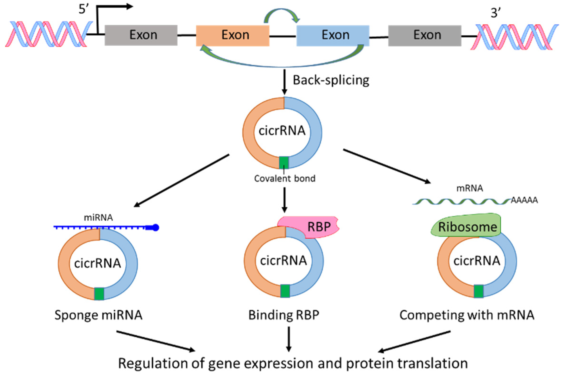 Non-Coding RNAs in Pancreatic Cancer Diagnostics and Therapy