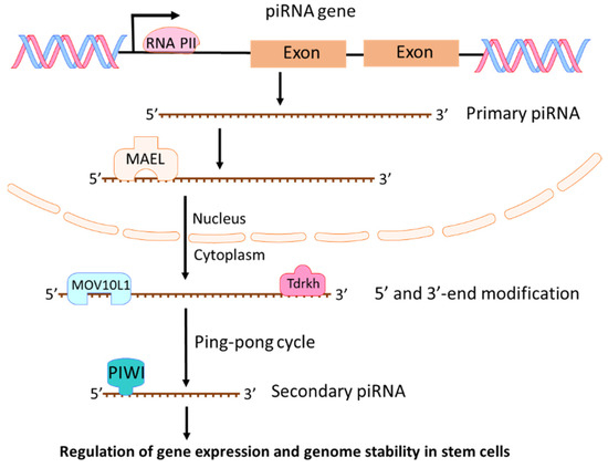 Non-Coding RNAs in Pancreatic Cancer Diagnostics and Therapy