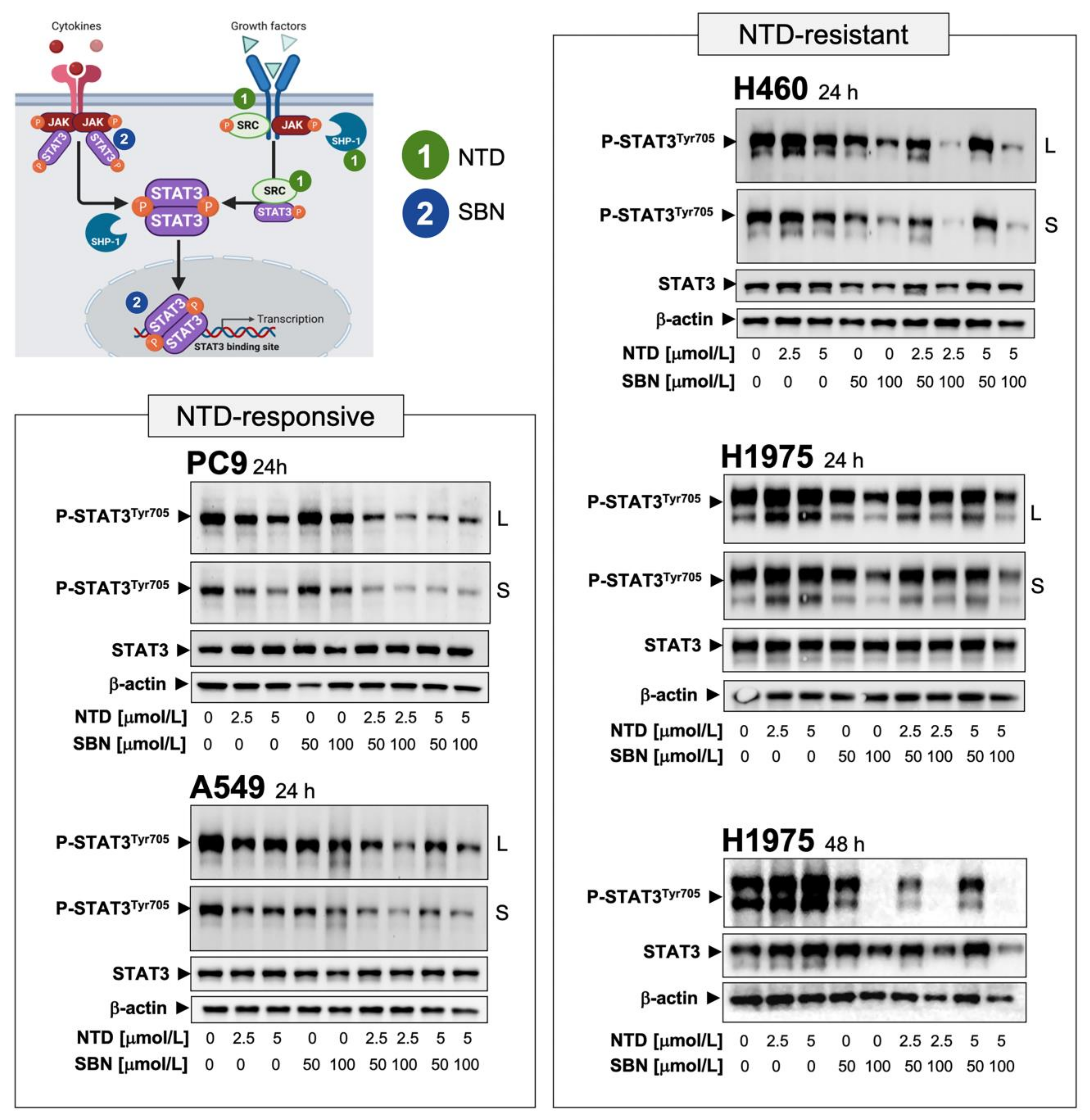 Cancers 13 04168 g003 Cancers 13 04168 g003