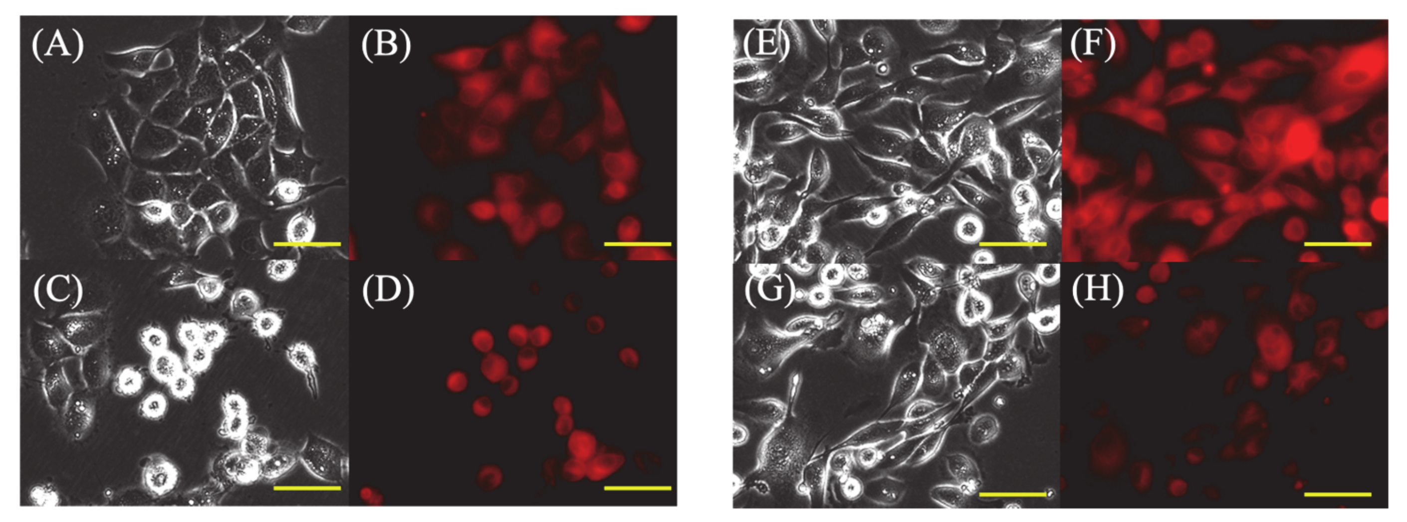 Cancers 13 04174 g002 Cancers 13 04174 g002