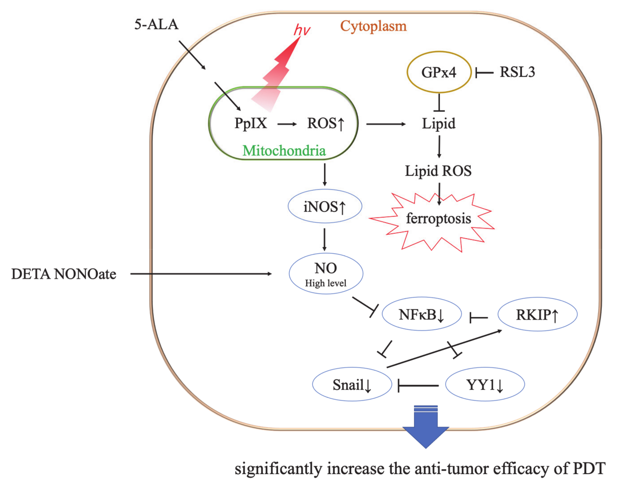 Cancers 13 04174 g009 Cancers 13 04174 g009