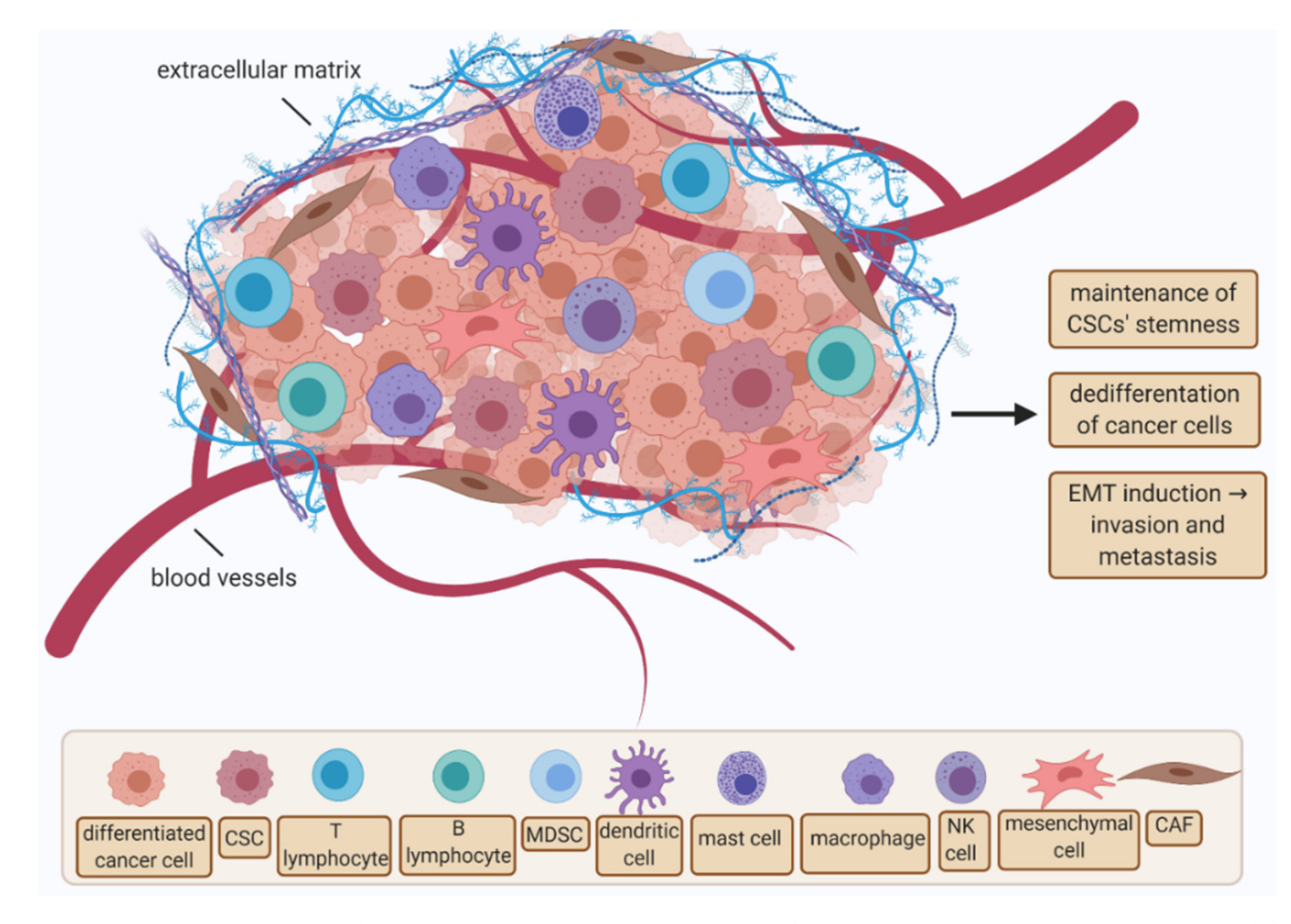 Cancers 13 04178 g001 550