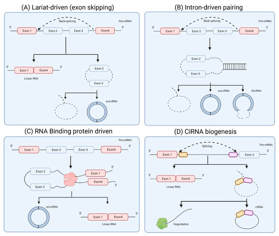 Insights into the Evolving Roles of Circular RNAs in Cancer