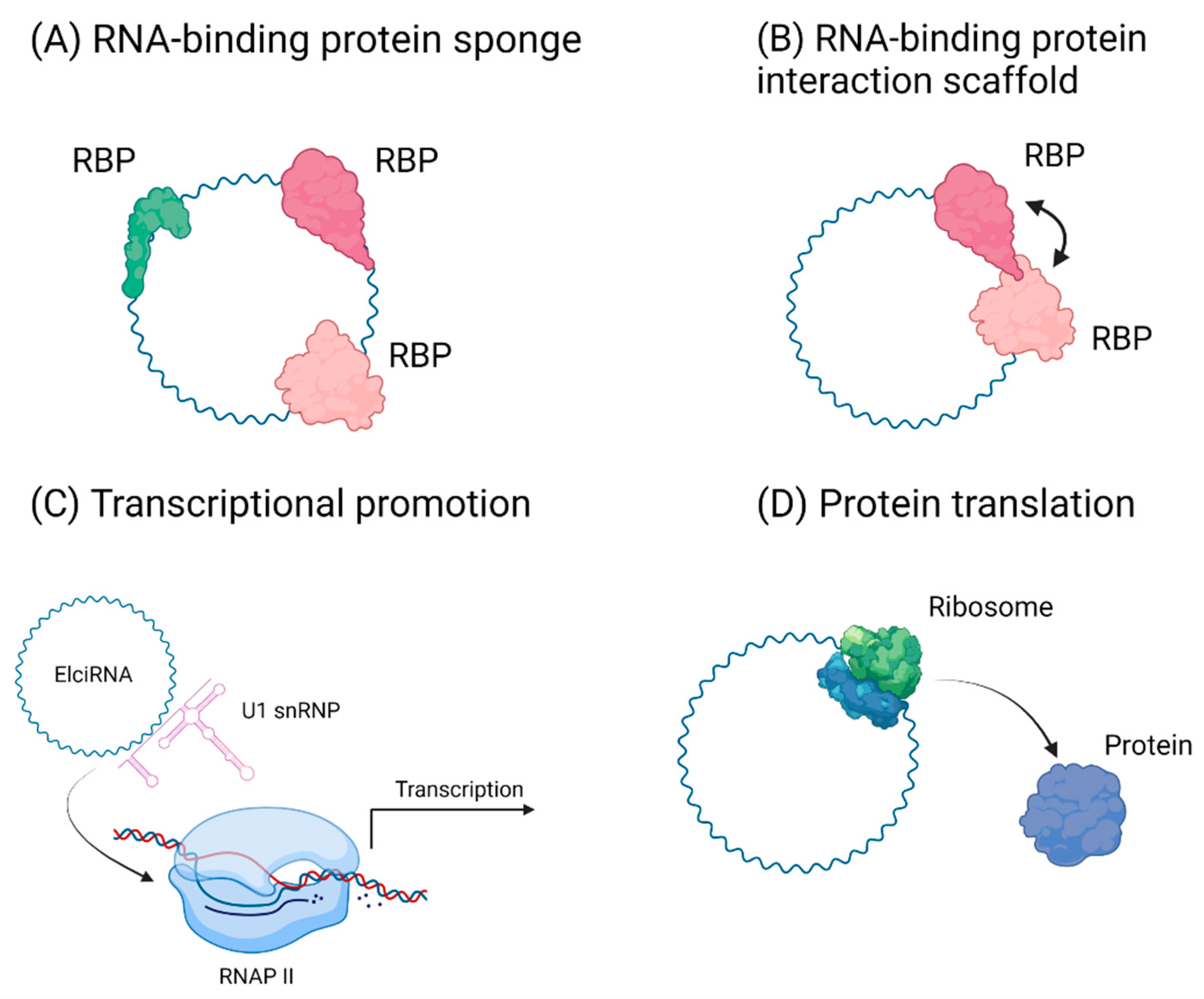 Insights into the Evolving Roles of Circular RNAs in Cancer