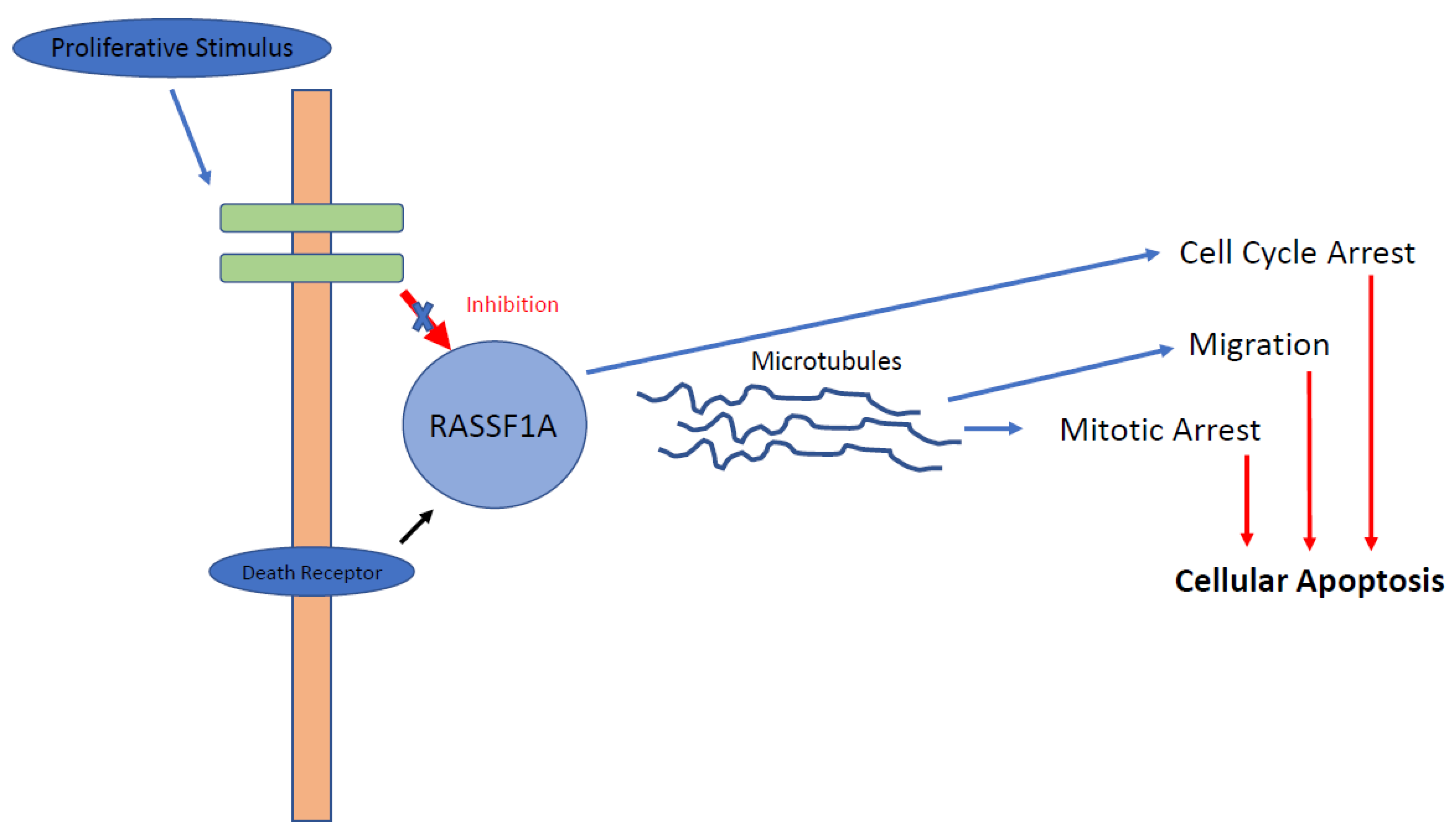 Cancers 13 04181 g001 Cancers 13 04181 g001