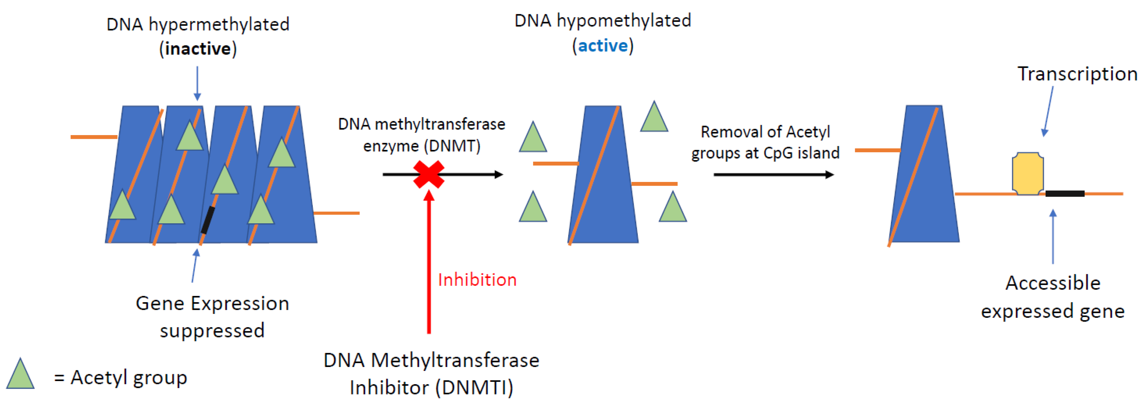 Cancers 13 04181 g003 Cancers 13 04181 g003