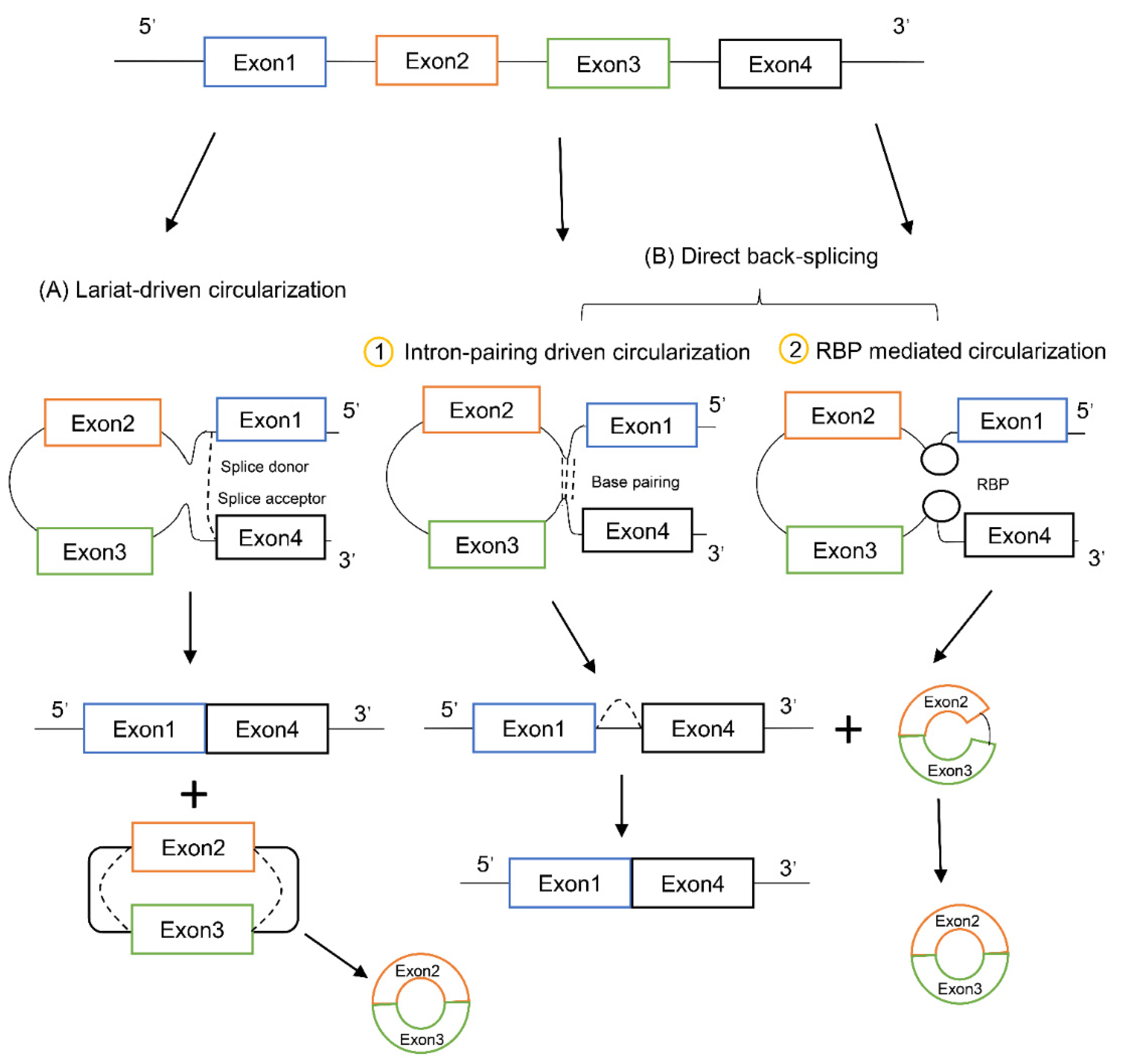 Cancers 13 04185 g001