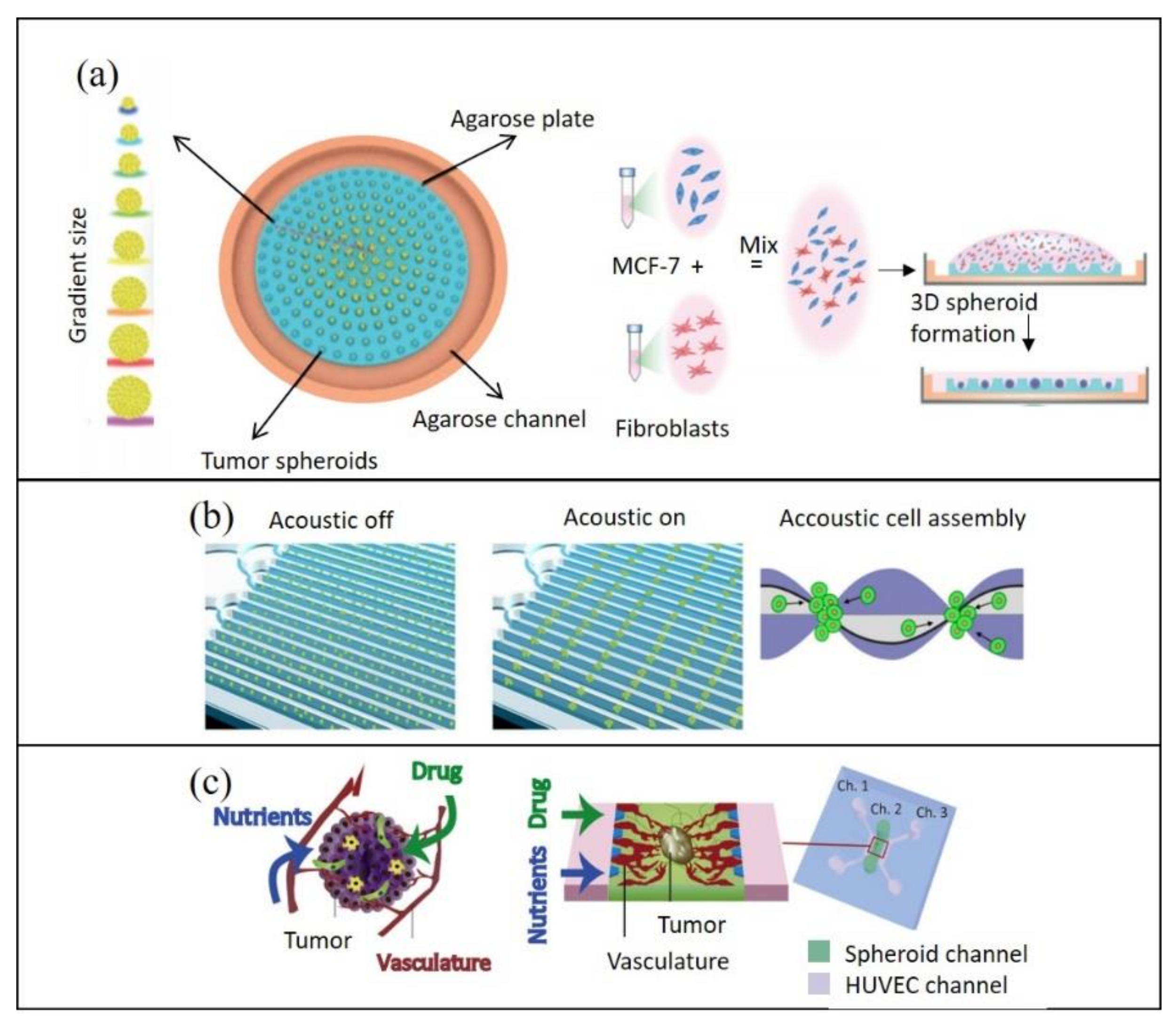 Cancers Free Full Text Technological Advances In Tumor On Chip Technology From Bench To Bedside Html