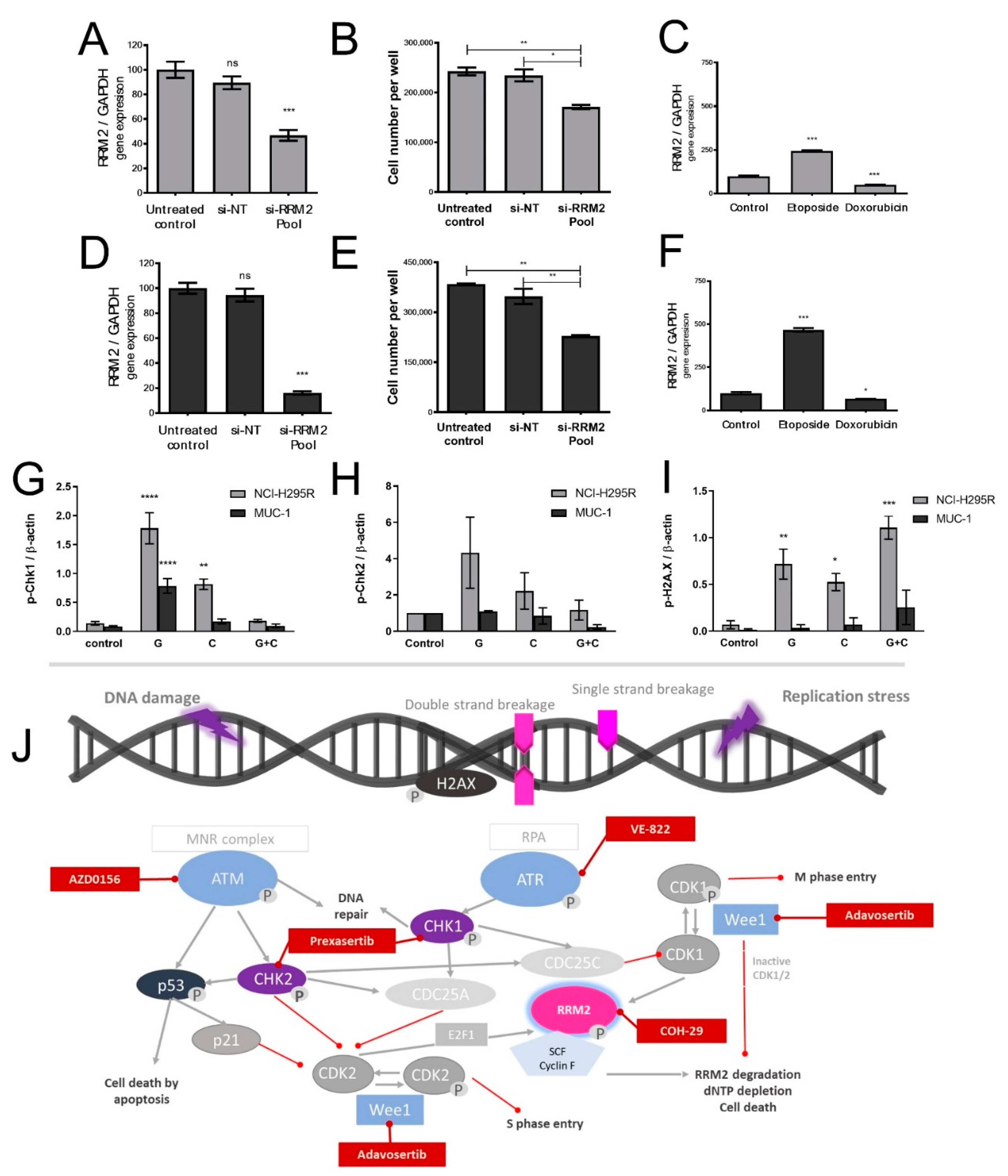 Cancers 13 04200 g005