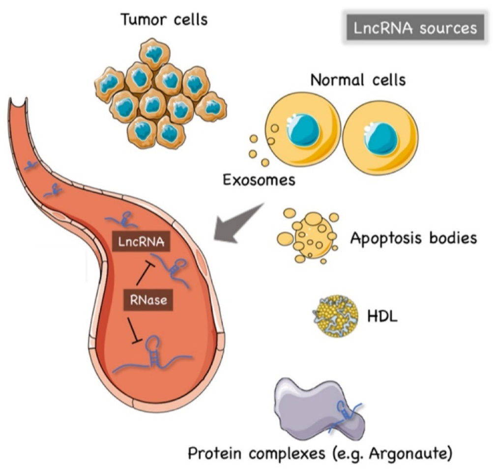 Cancers 13 04214 g001 Cancers 13 04214 g001