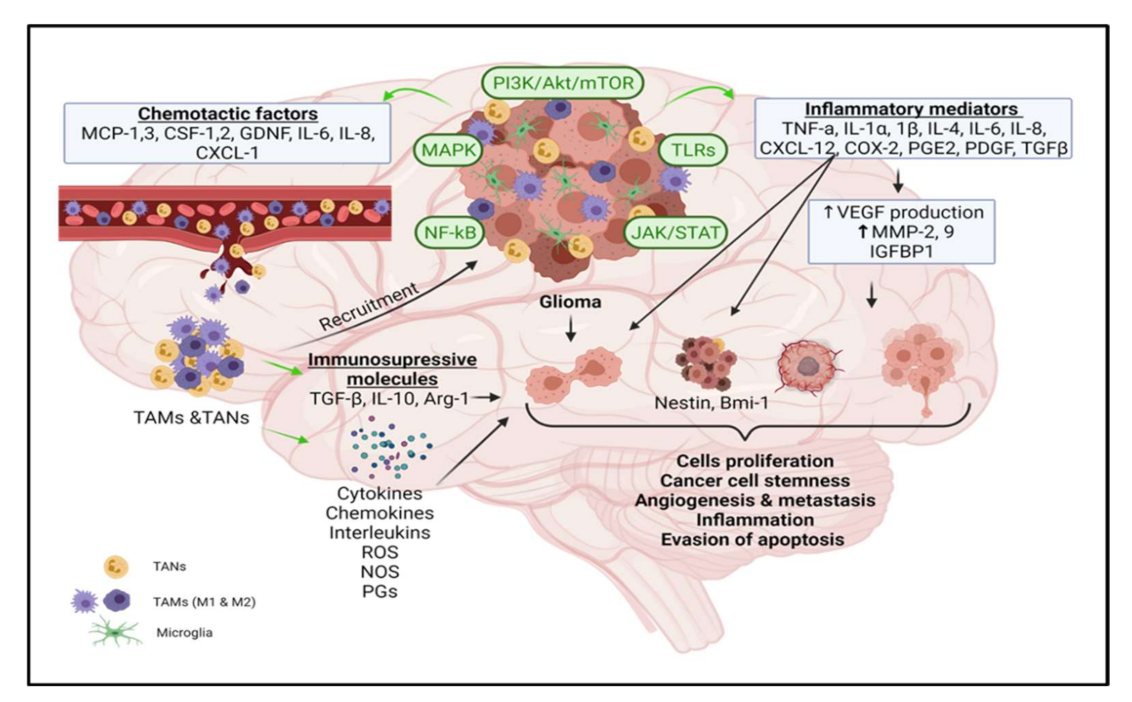 Cancers Free Full Text Role Of Inflammatory Mediators Macrophages And Neutrophils In Glioma Maintenance And Progression Mechanistic Understanding And Potential Therapeutic Applications Html