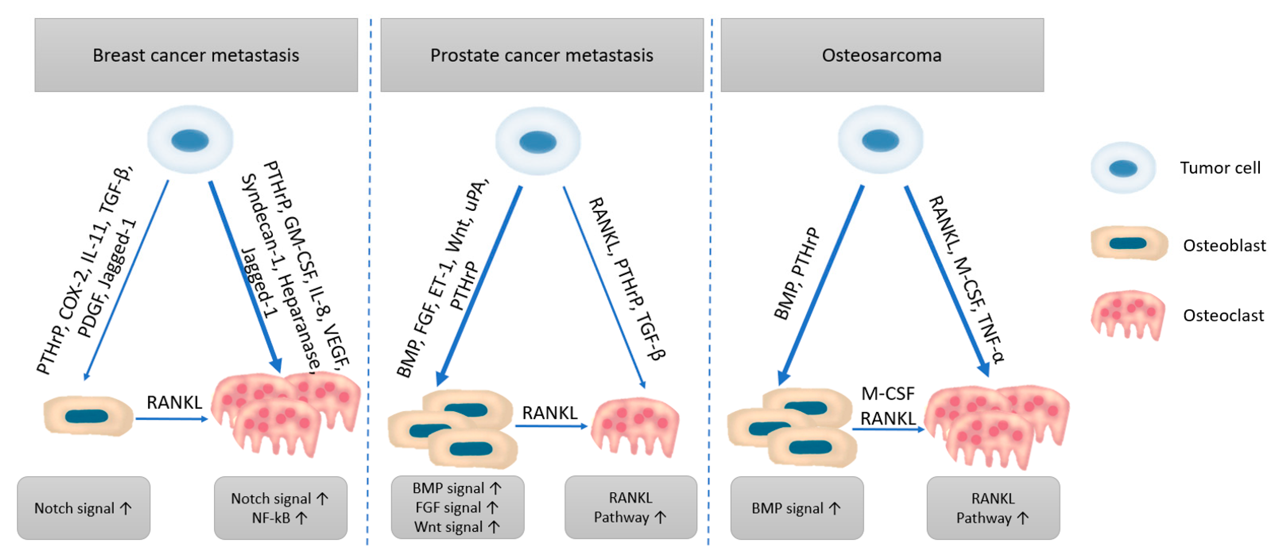 Cancers 13 04229 g004