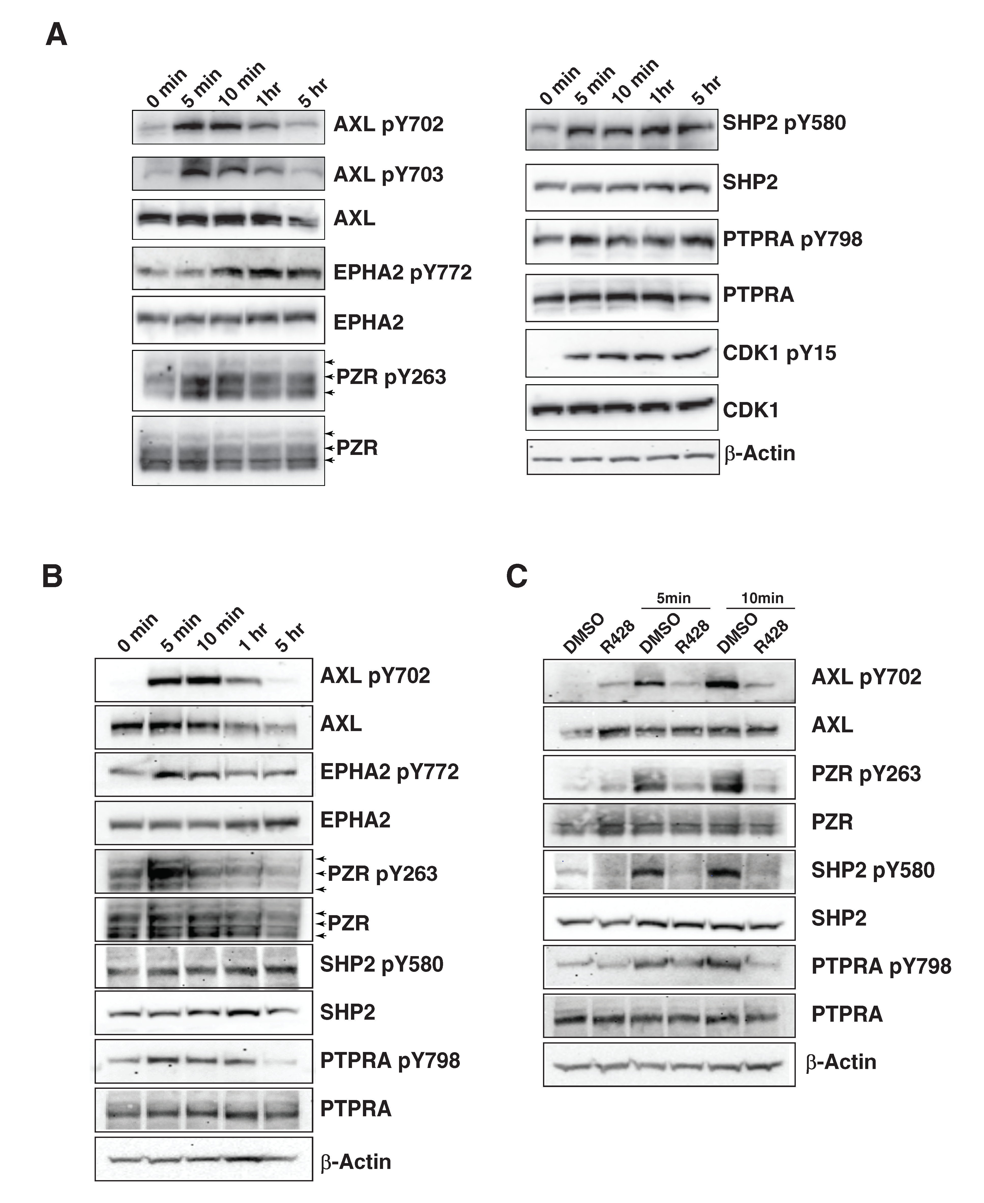 Cancers 13 04234 g006
