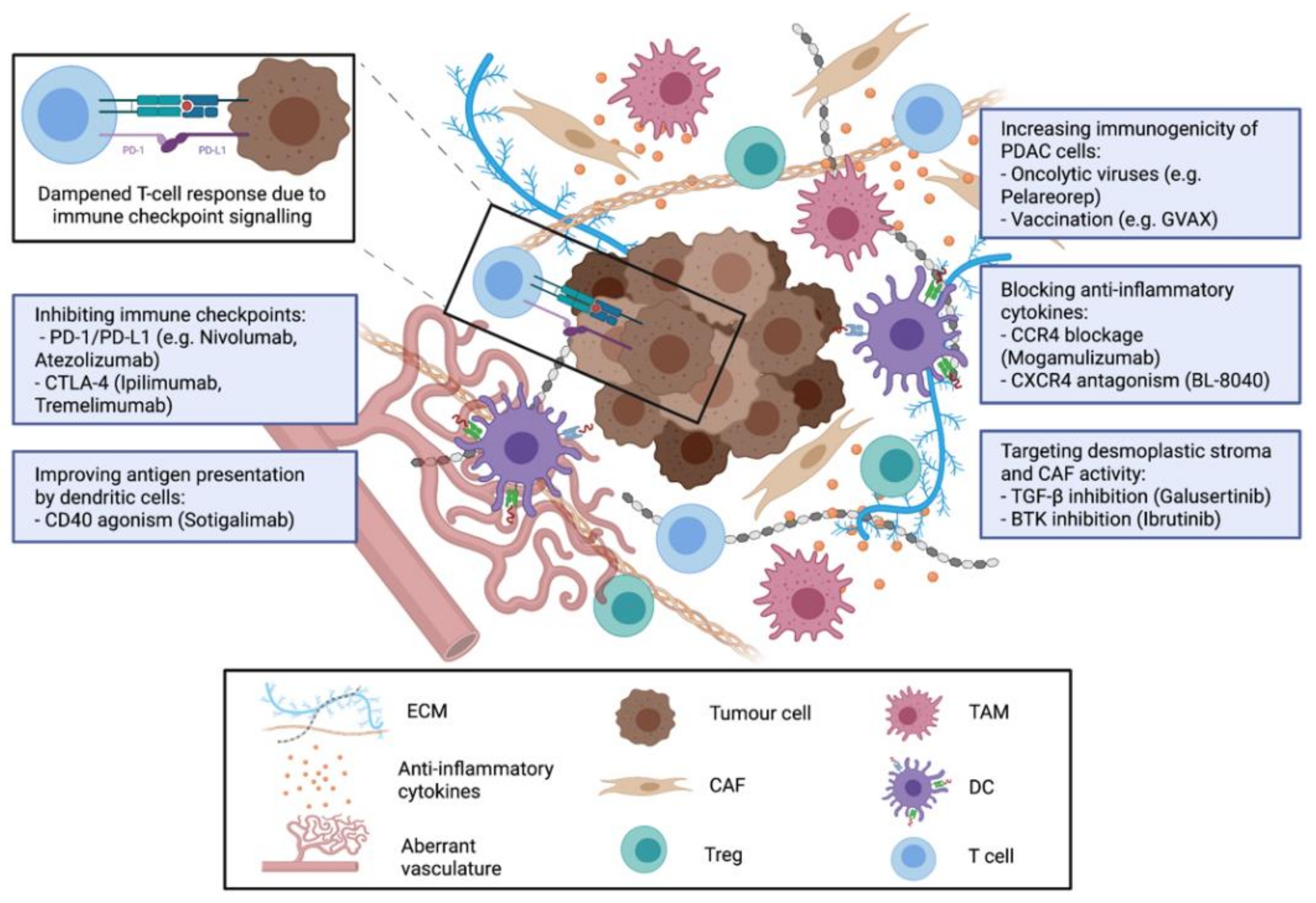 Challenges and Future Perspectives of Immunotherapy in Pancreatic 